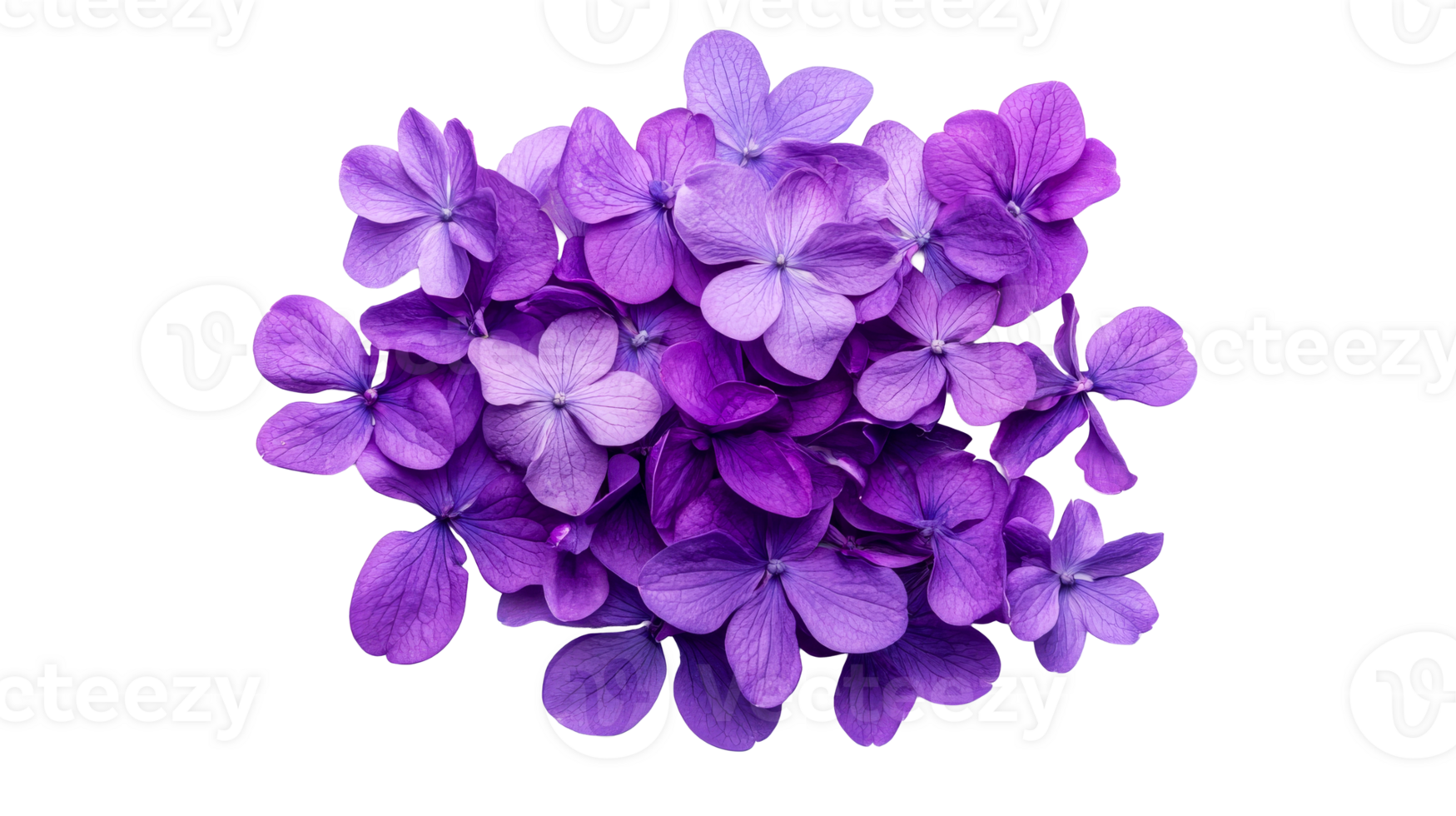 Hydrangea flower purple isolated, cut out transparent png