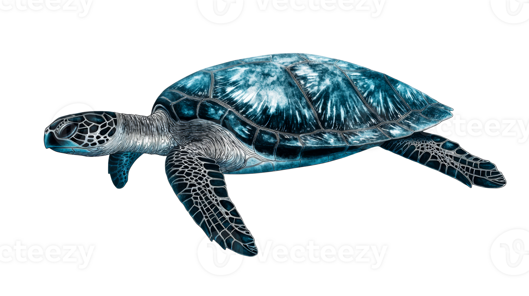 Turtle illustration with detailed shell, isolated cutout transparent png