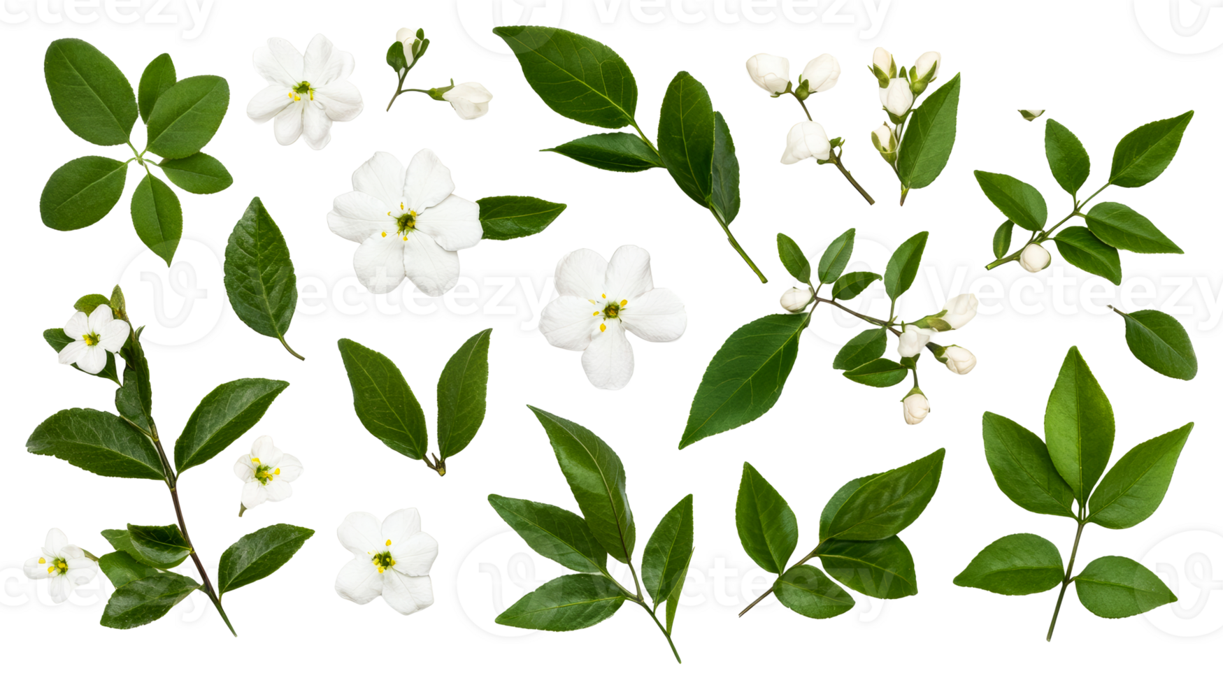 White flowers and green leaves isolated, cut out transparent png