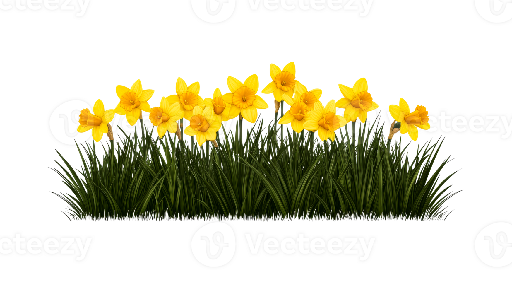 Vibrant Daffodils Blooming in Lush Green Grass, cut out transparent png