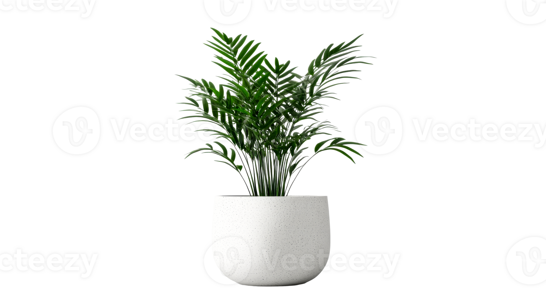 Chamaedorea elegans in a pot, isolated on black, cut out transparent png