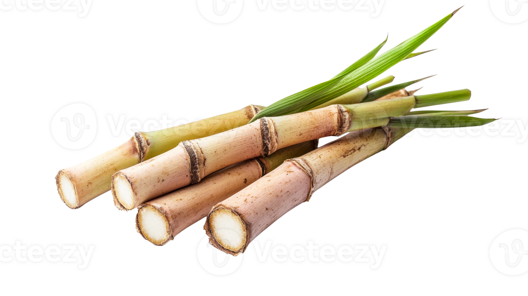 Sugarcane stalks and leaves arranged, isolated on black, cut out transparent png