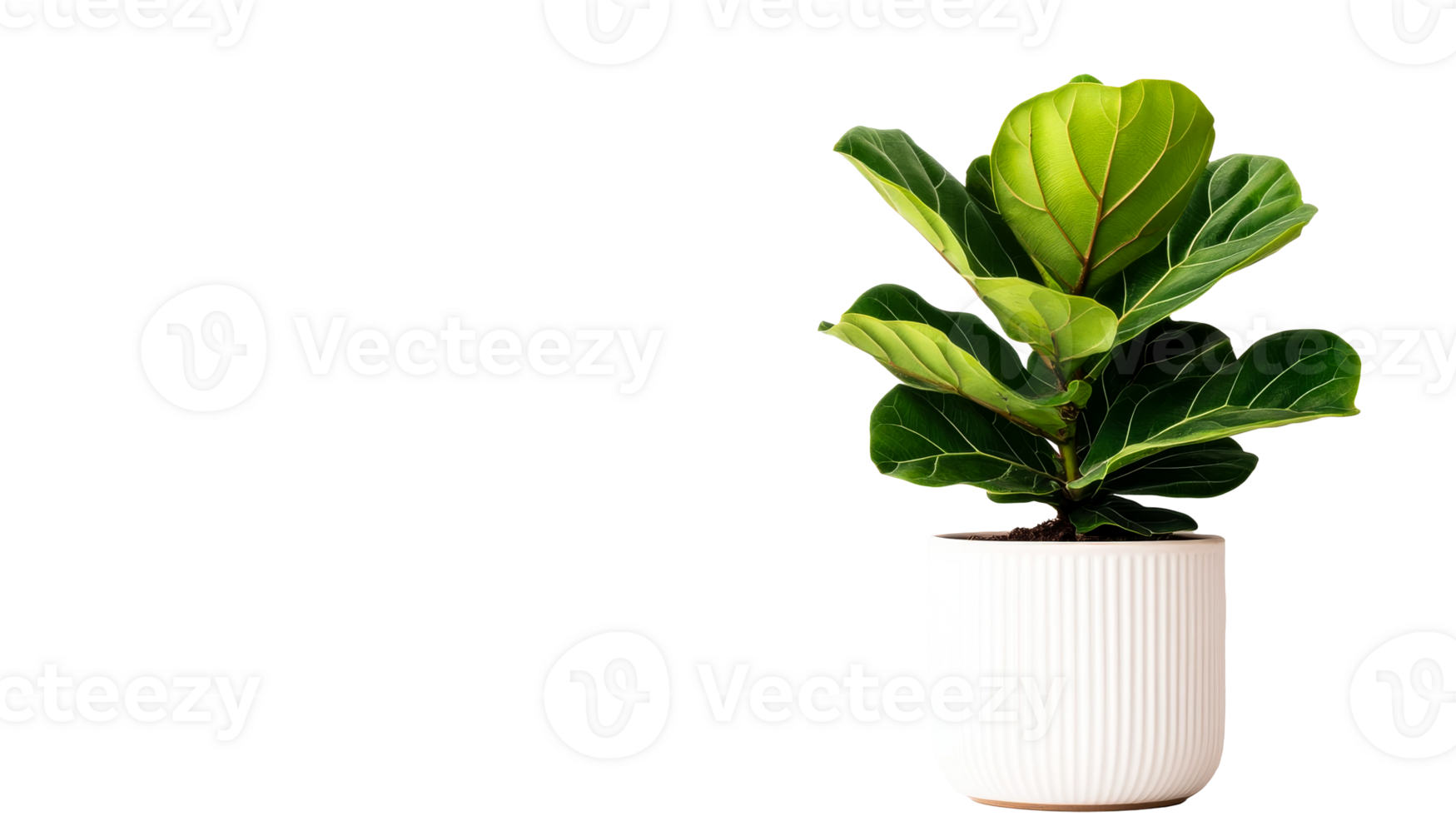 Fiddle leaf fig tree houseplant in pot against black background, cut out transparent png