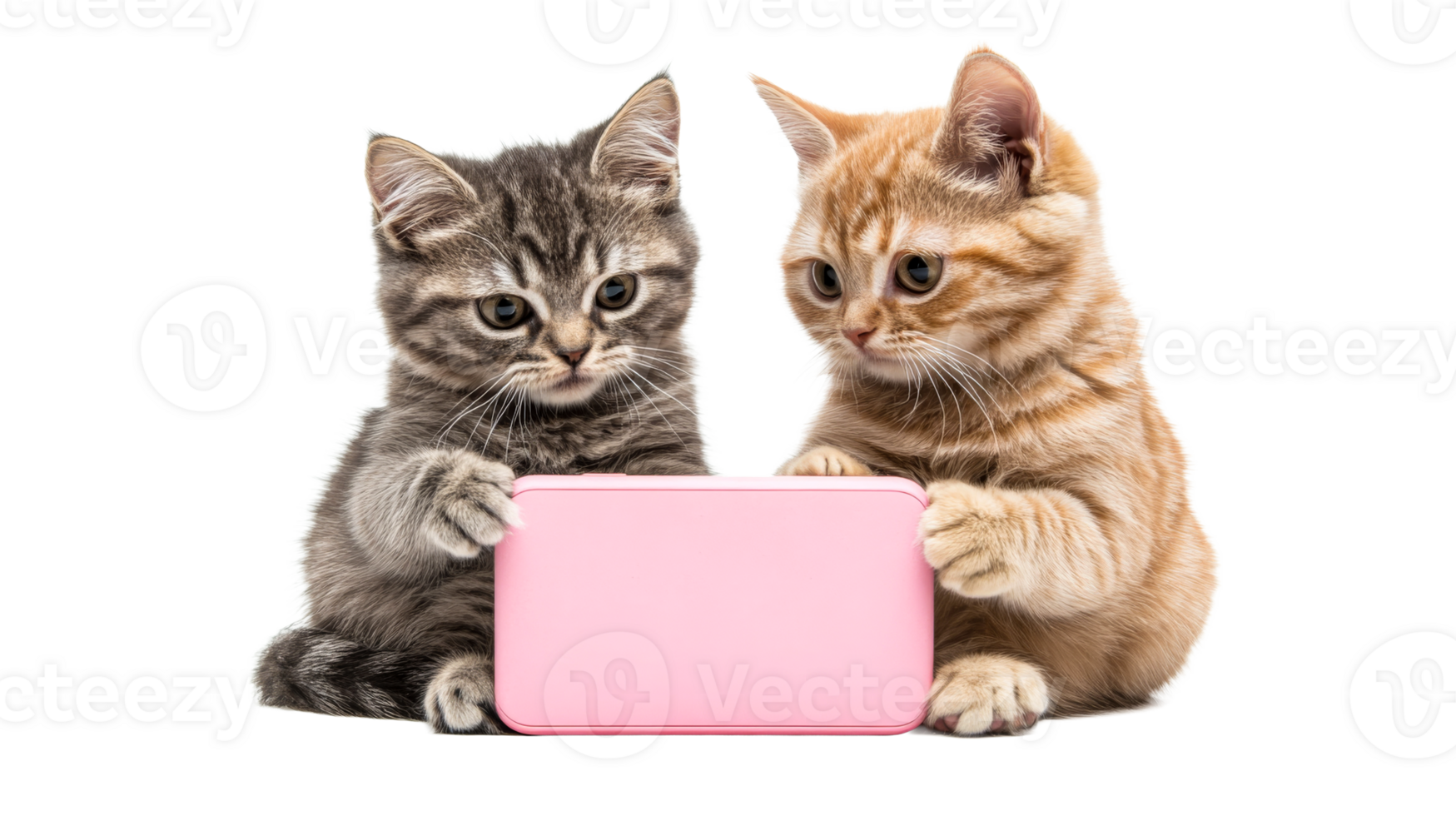 Two adorable kittens using a pink tablet together, cut out transparent png