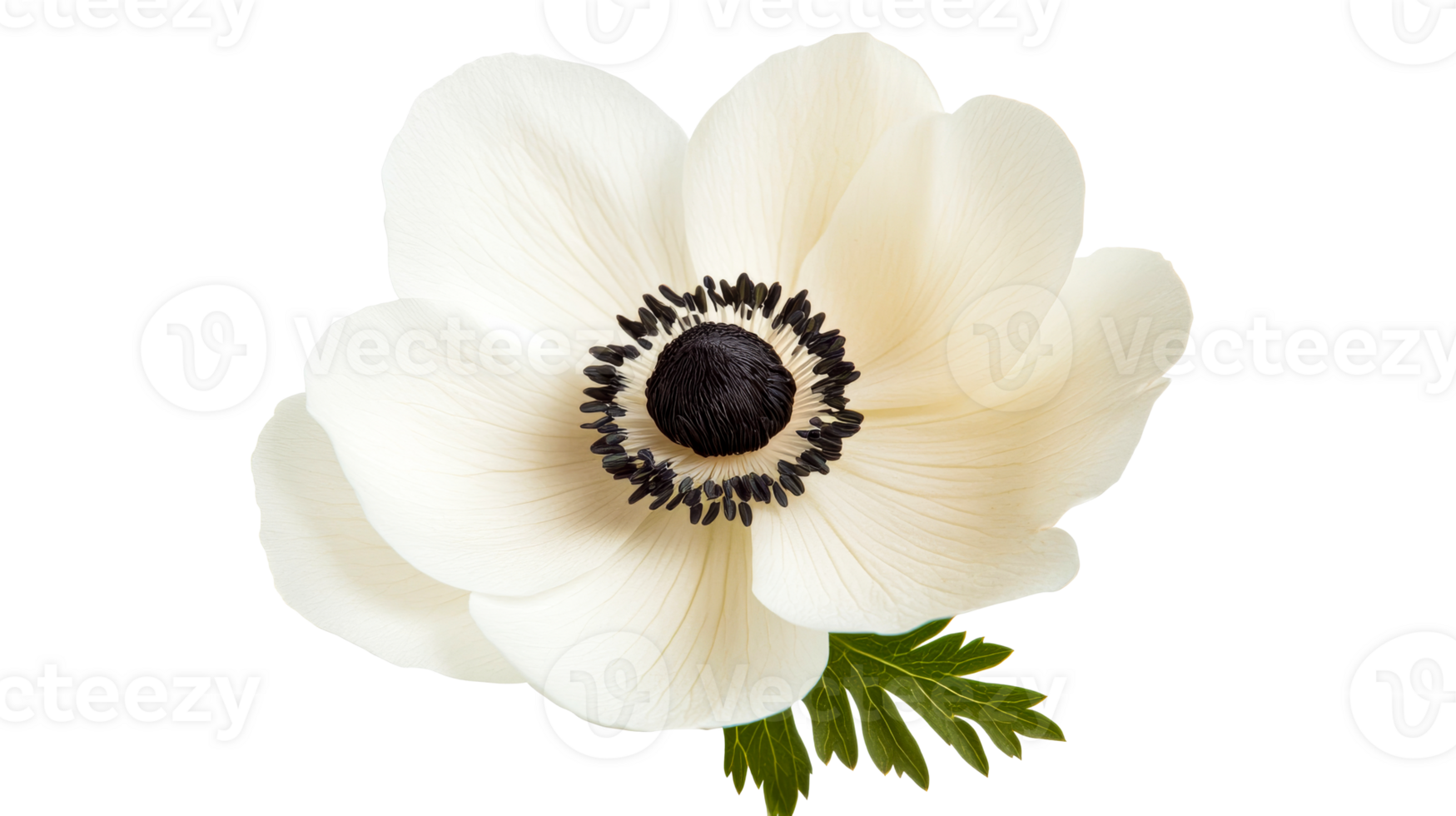 Anemone flower with white petals and black center, cut out transparent png