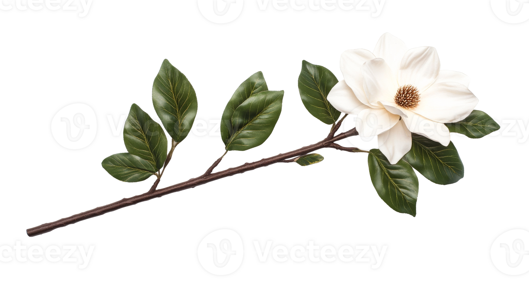 Magnolia Blossom on Branch, Detailed Still Life, Cut Out Transparent png
