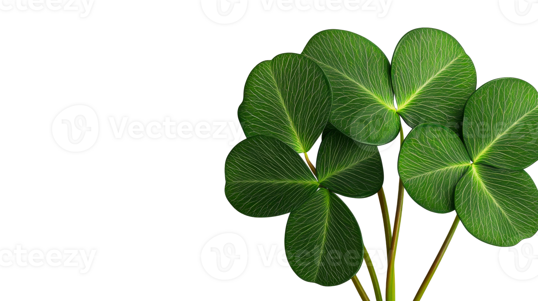 Luck symbols, clover leaves detailed isolated on black background, cut out transparent png