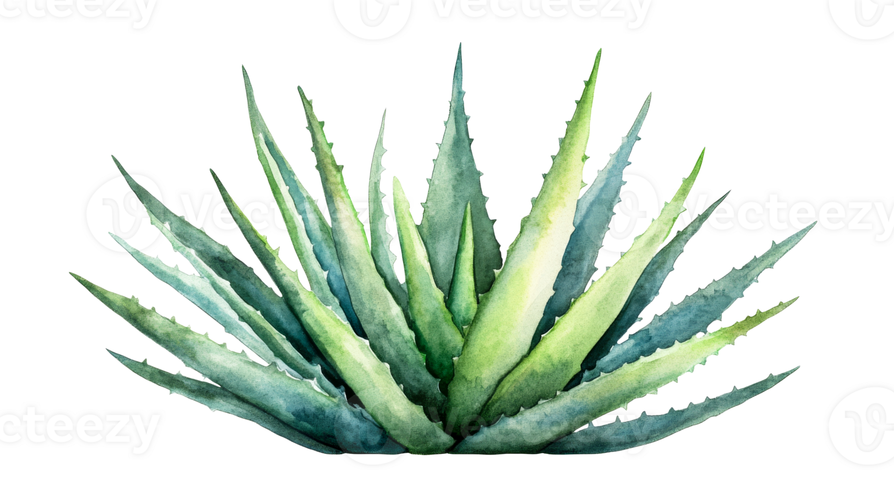 Watercolor agave plant with sharp leaves, cut out transparent png