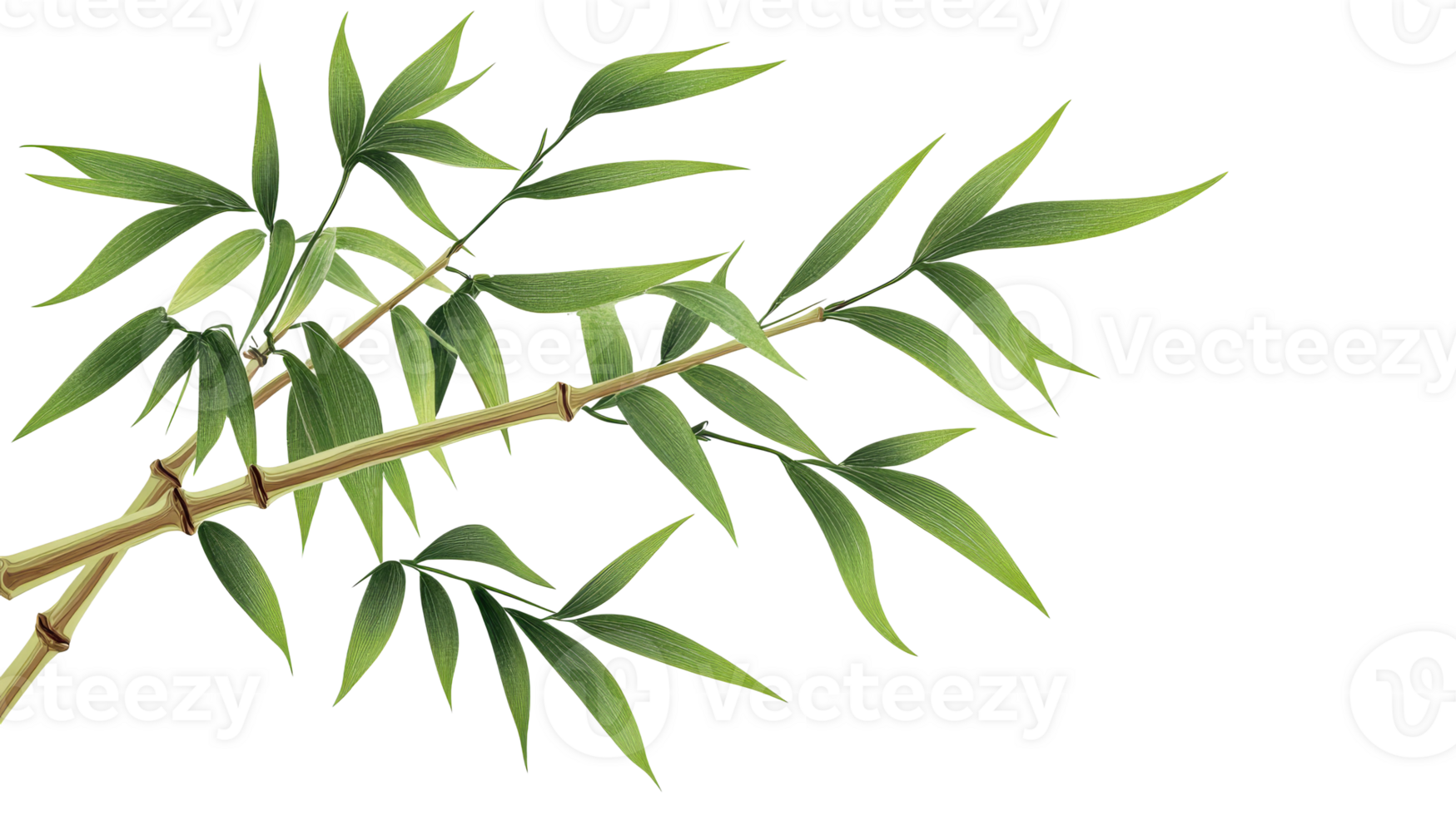 Bamboo Branch with Green Leaves Artwork, cut out transparent png