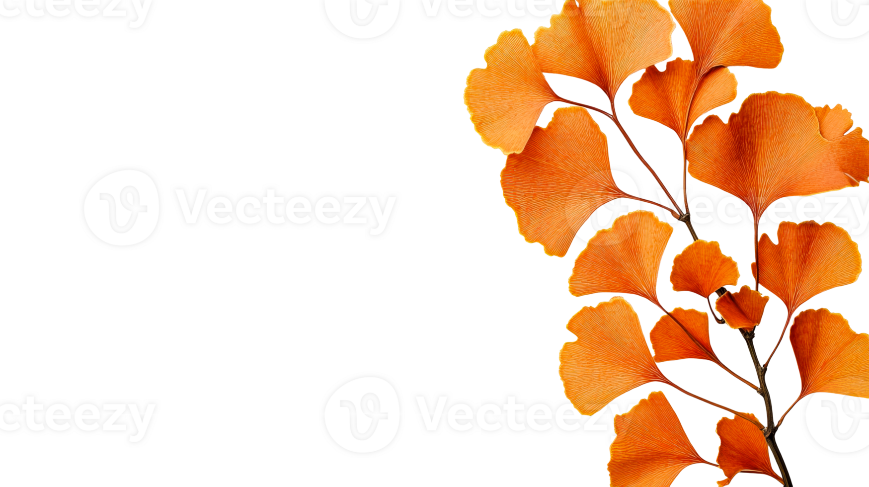 Ginkgo branch with orange leaves, close-up, nature concept, cut out transparent png