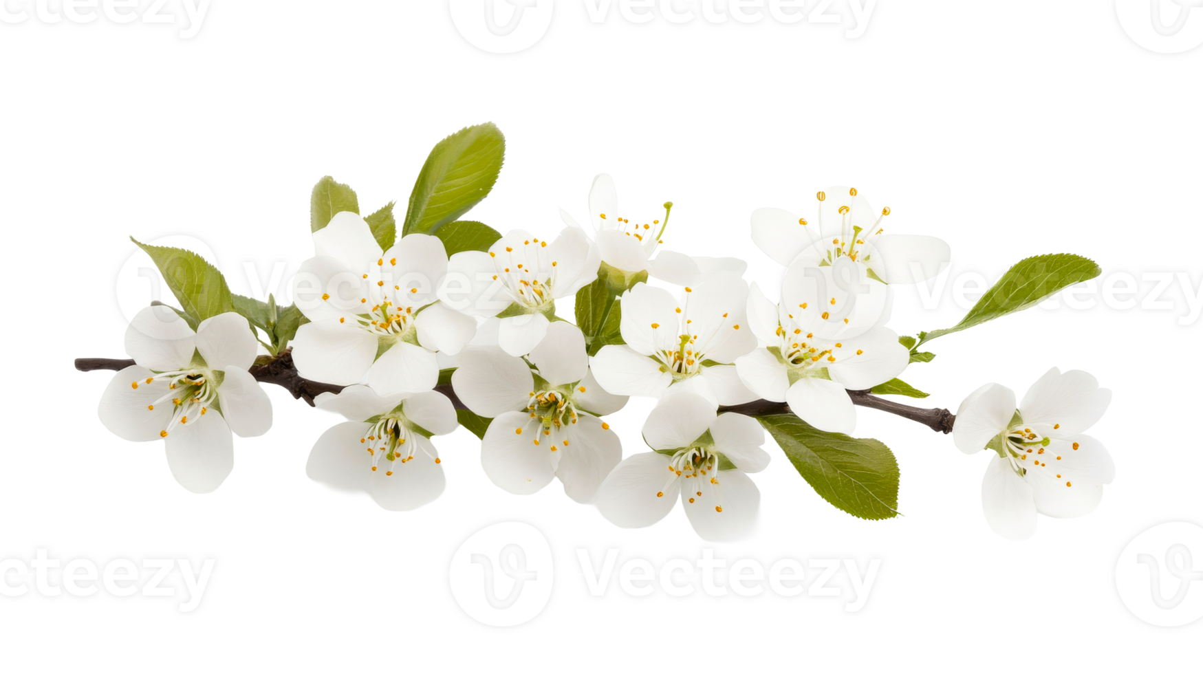 Branch of blooming plum flowers, isolated cutout transparent png