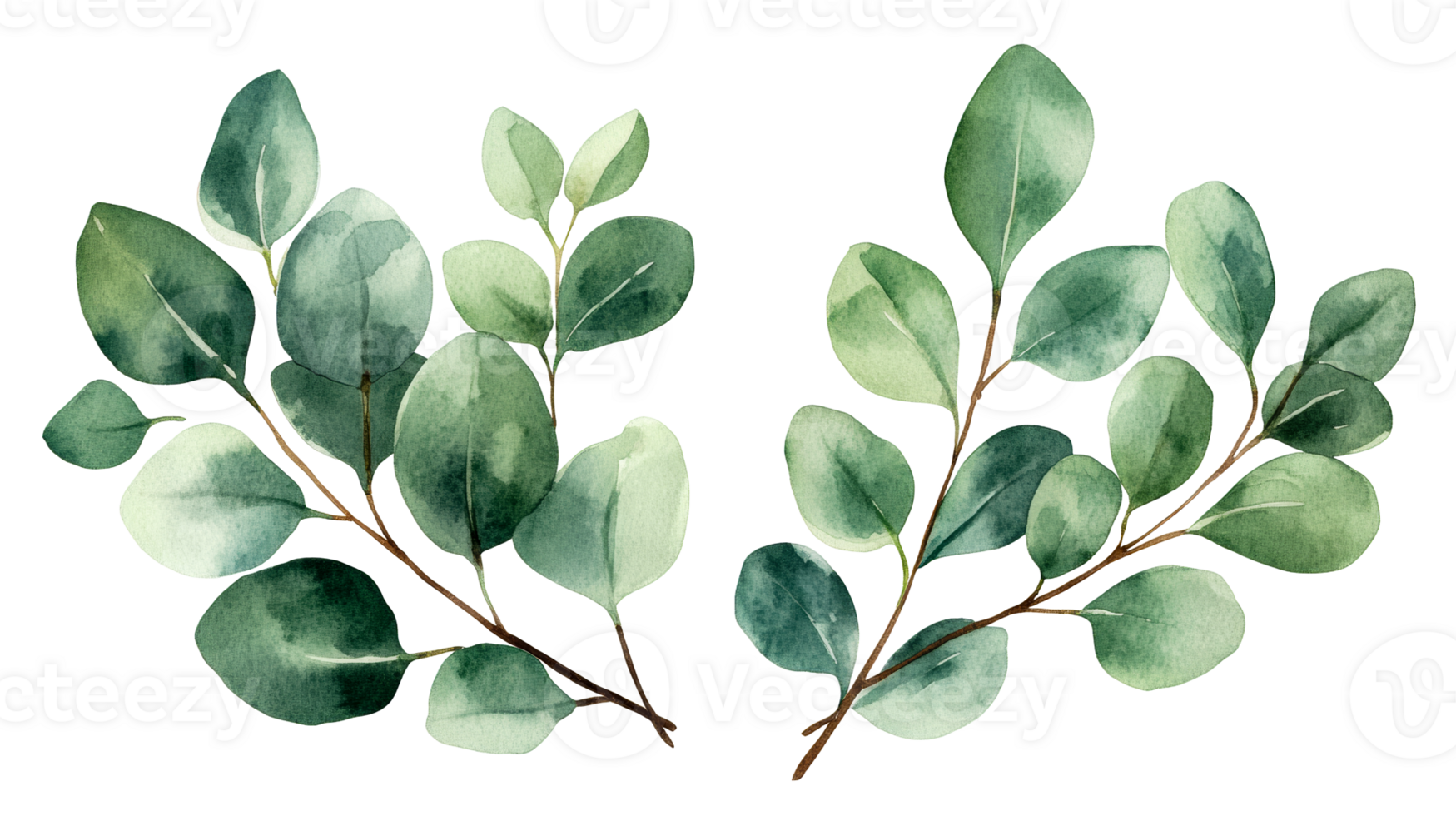 Green eucalyptus branches isolated on black background, cut out transparent png