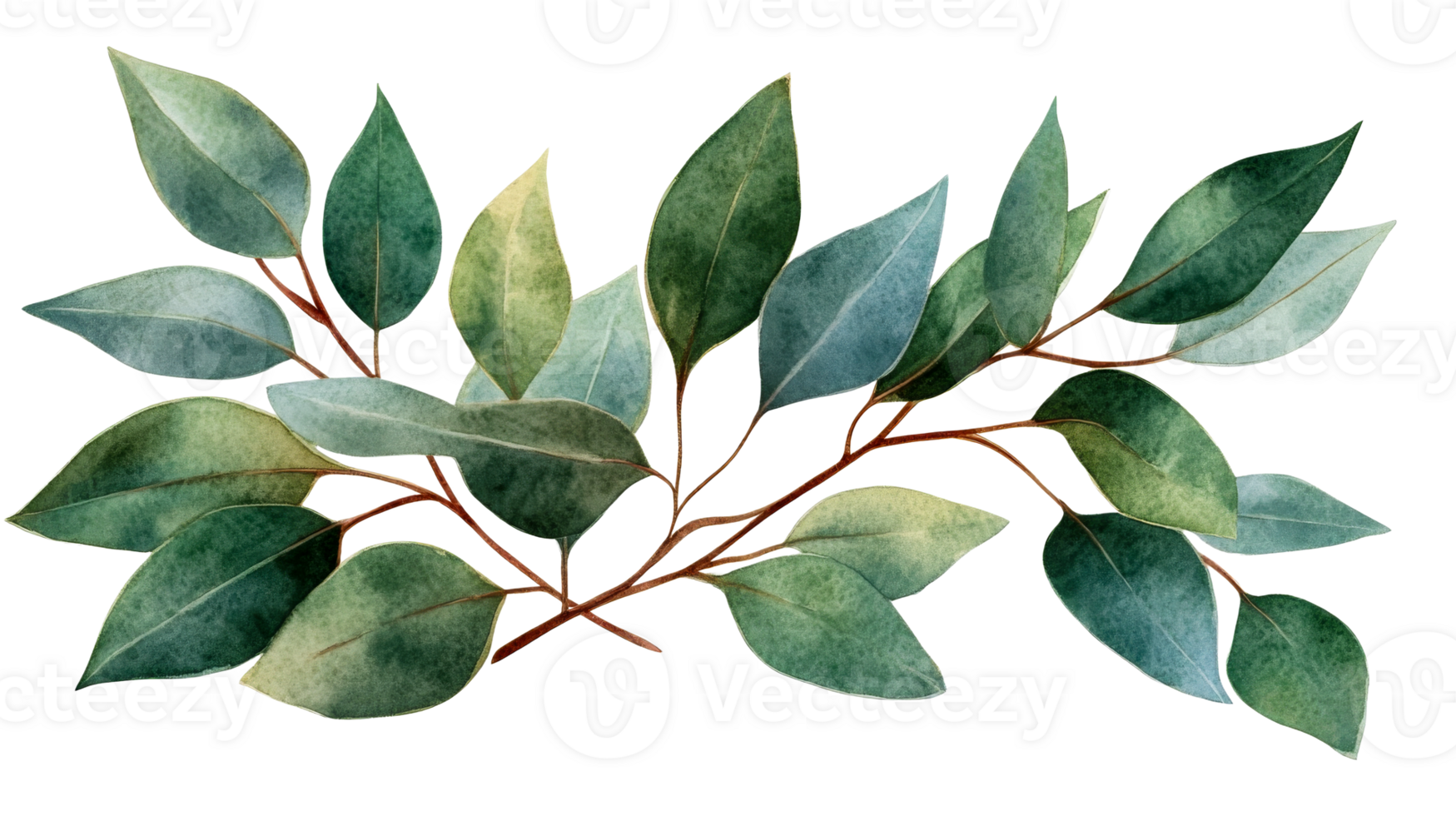 Watercolor eucalyptus branch with green leaves, cut out transparent png