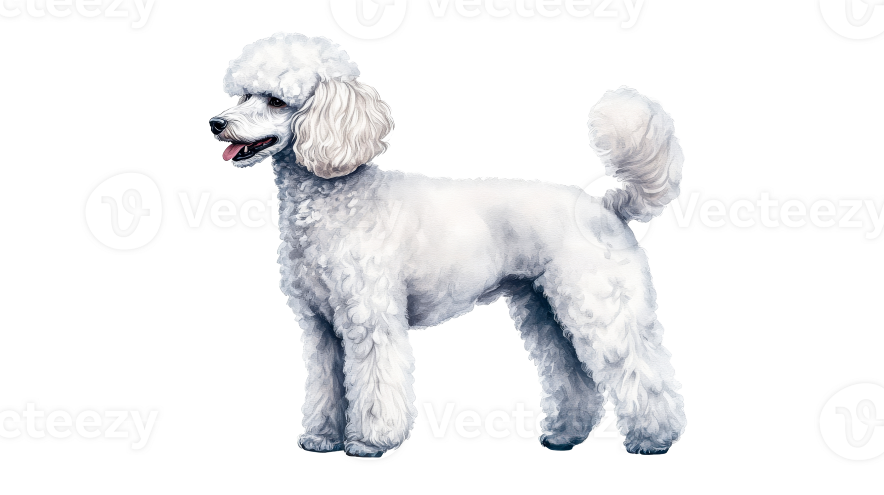 White Poodle dog standing, pet animal, poodle portrait isolated, cut out transparent png
