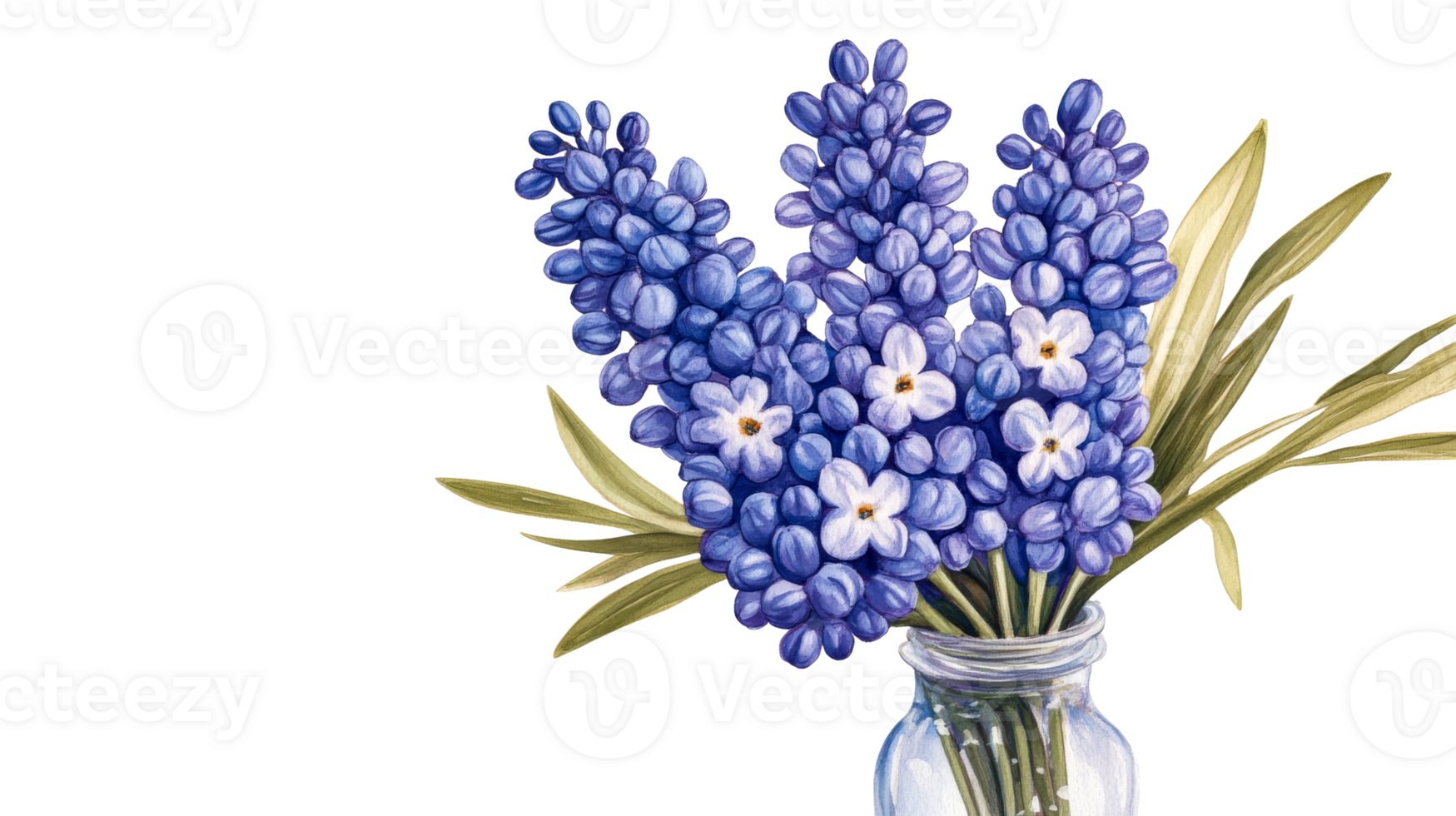 Blue grape hyacinths in glass vase still life, cut out transparent png