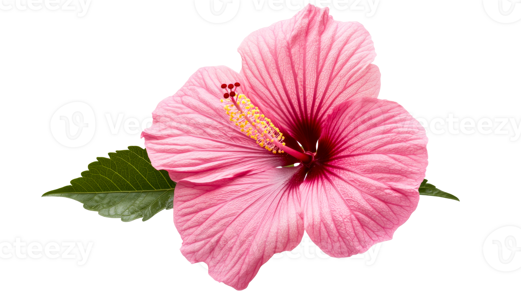 Bright Pink Hibiscus Bloom with Green Leaf, cut out transparent png