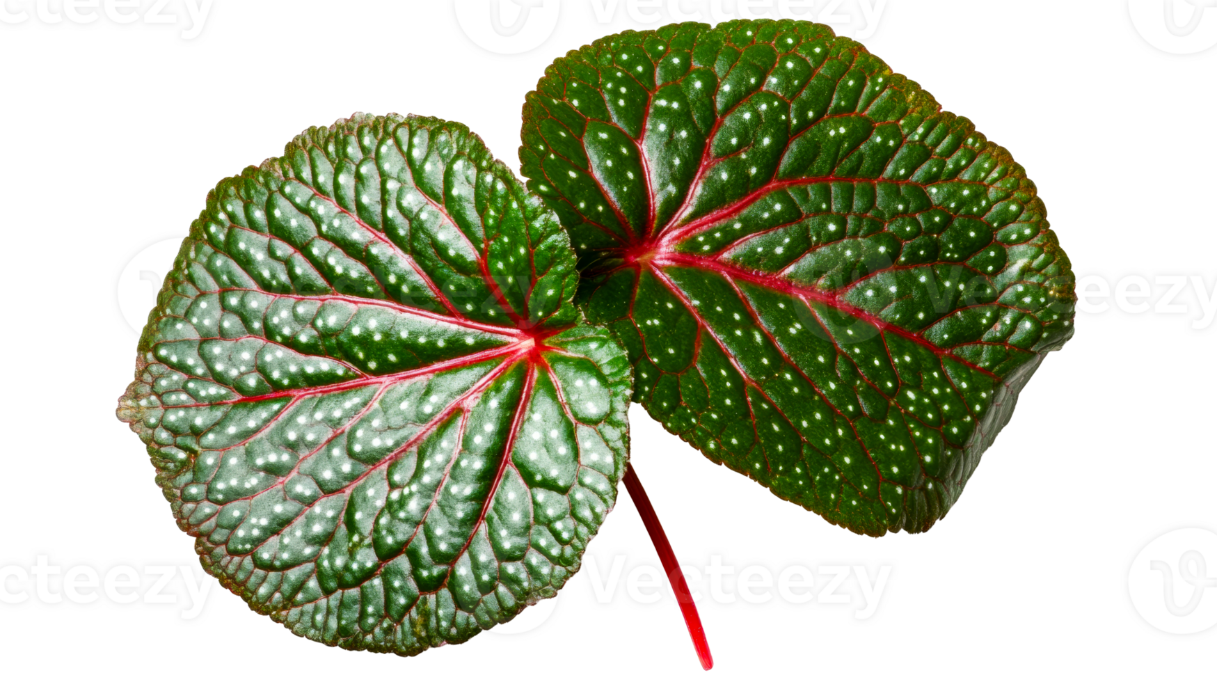 Begonia leaves with white spots and red veins, cut out transparent png
