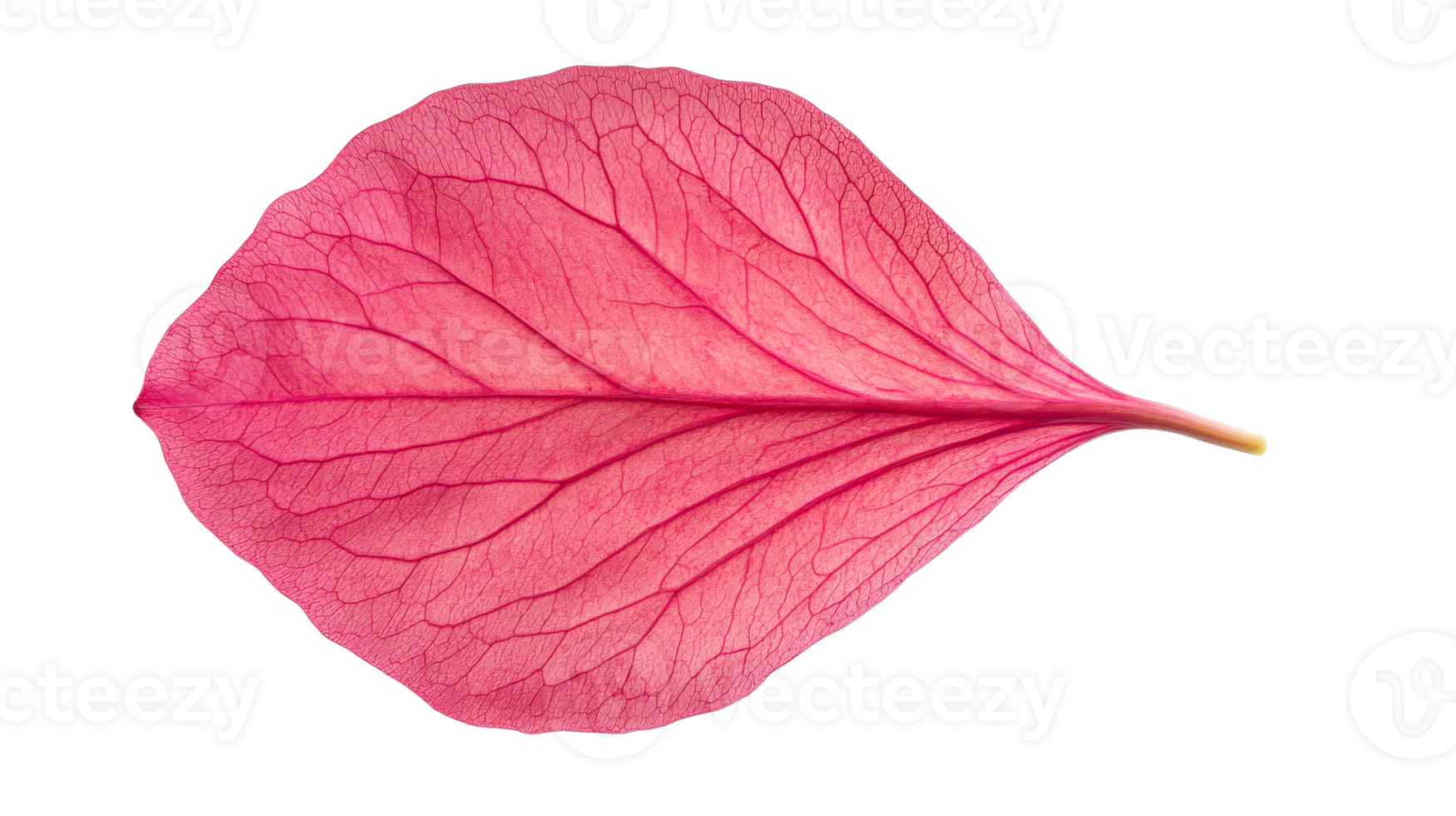 Single red petal with intricate vein patterns isolated, cut out transparent png