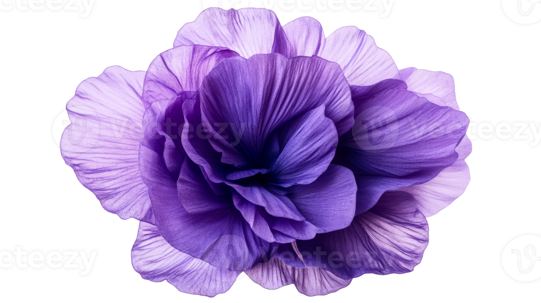 Purple flower with layered petals, isolated botanical element, cut out transparent png