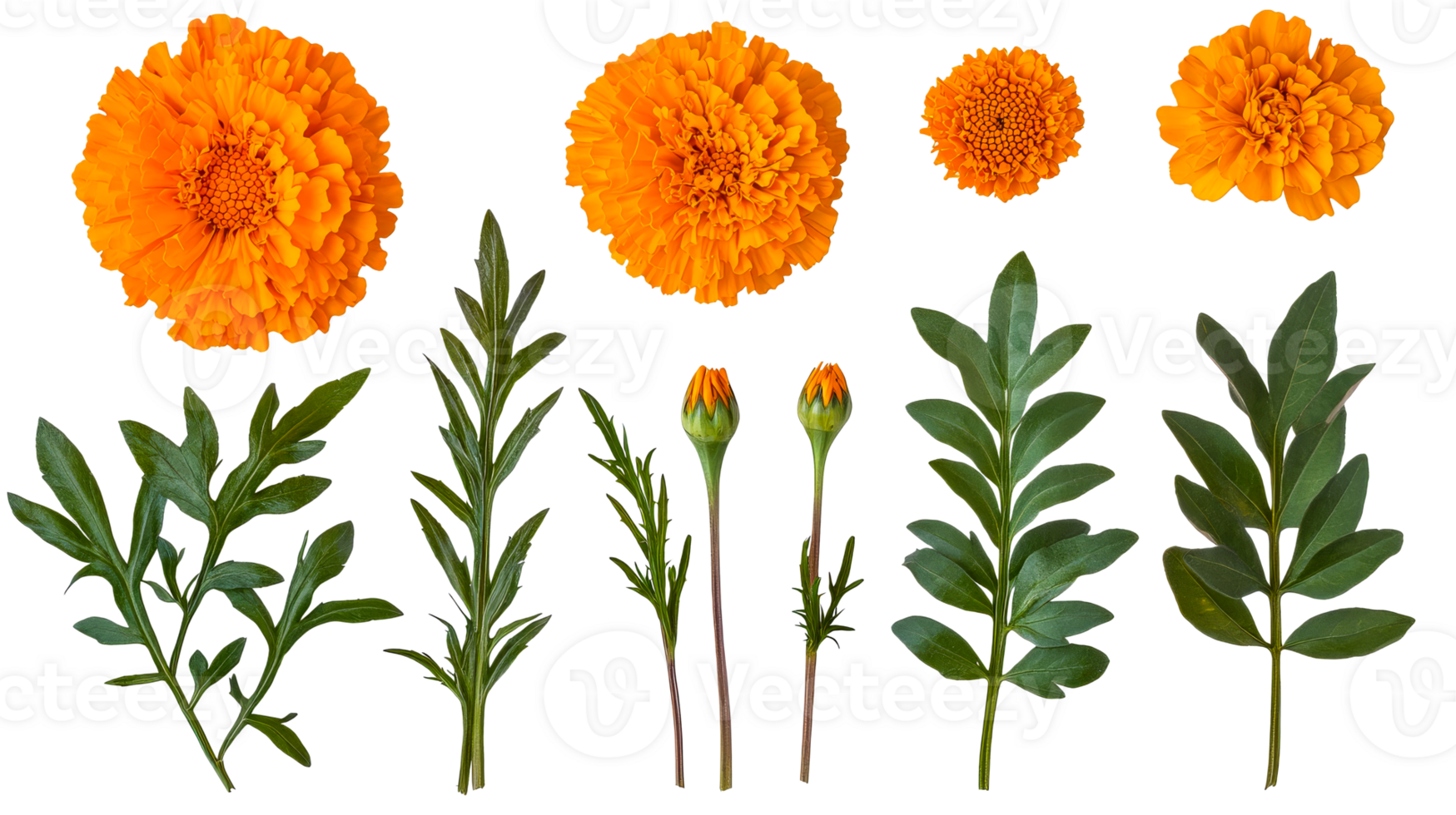 Calendula blossoms and buds, arranged composition, cut out transparent png