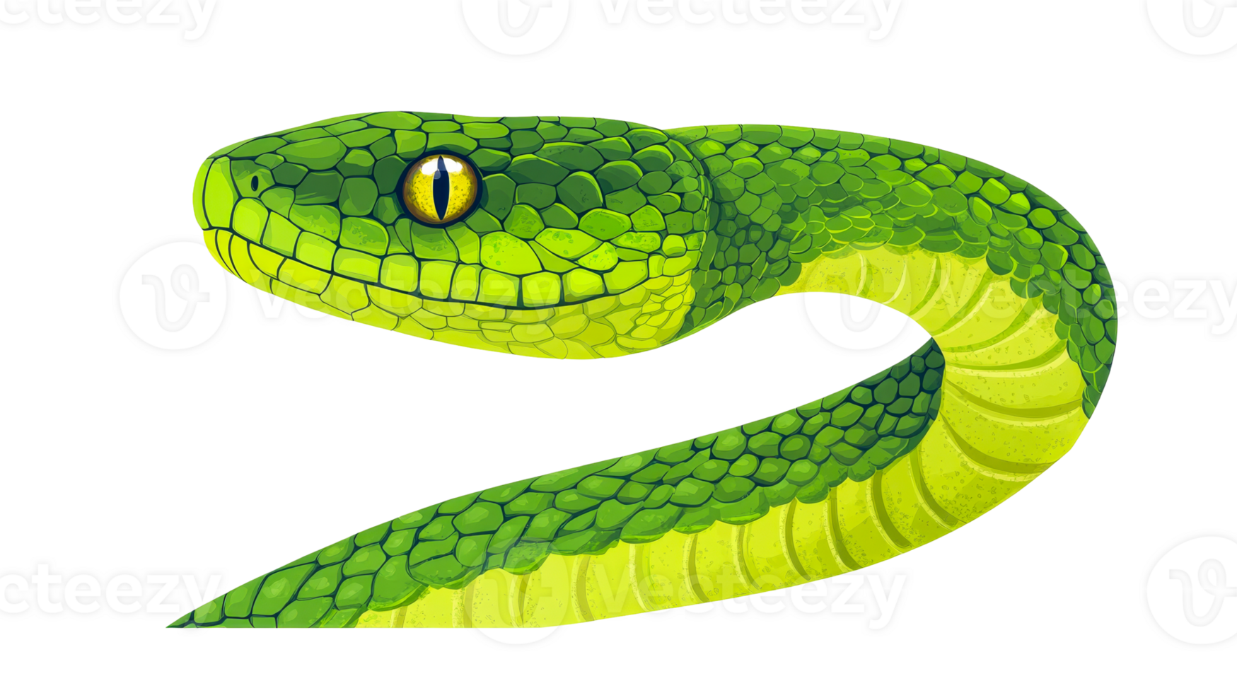 Green venomous viper, reptile portrait, predatory serpent , cut out transparent png