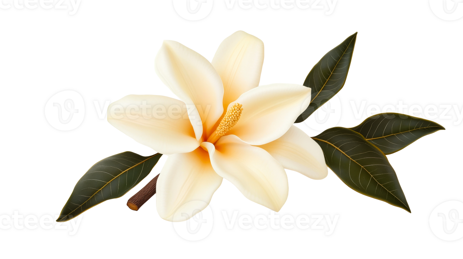 Magnolia bloom with leaves isolated on a black background, cut out transparent png