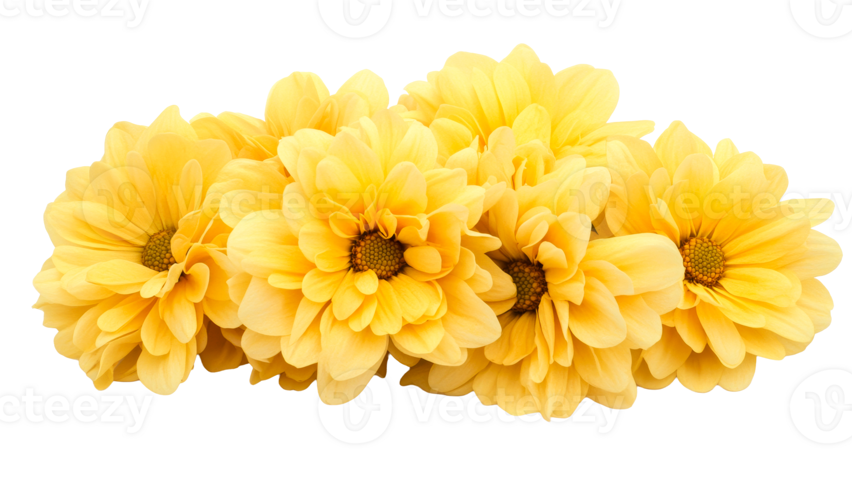 Group of yellow dahlias with black background, cut out transparent png