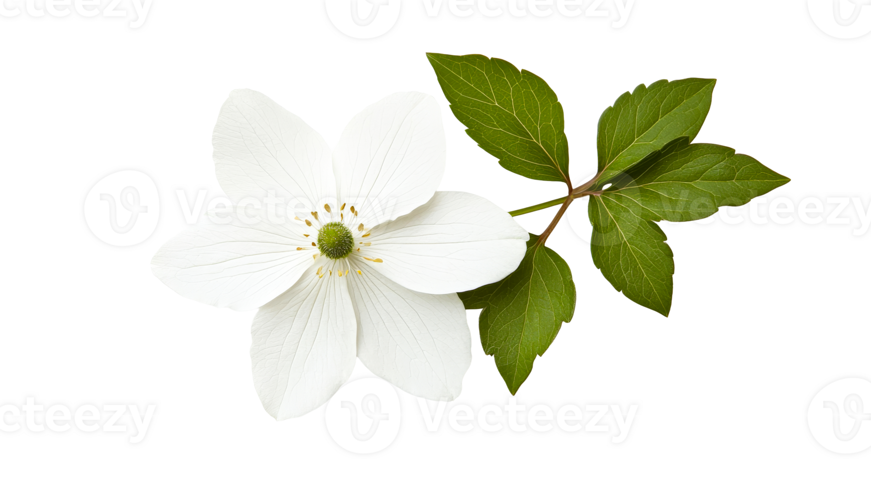 Delicate white flower with green leaves, botanical beauty, cut out transparent png