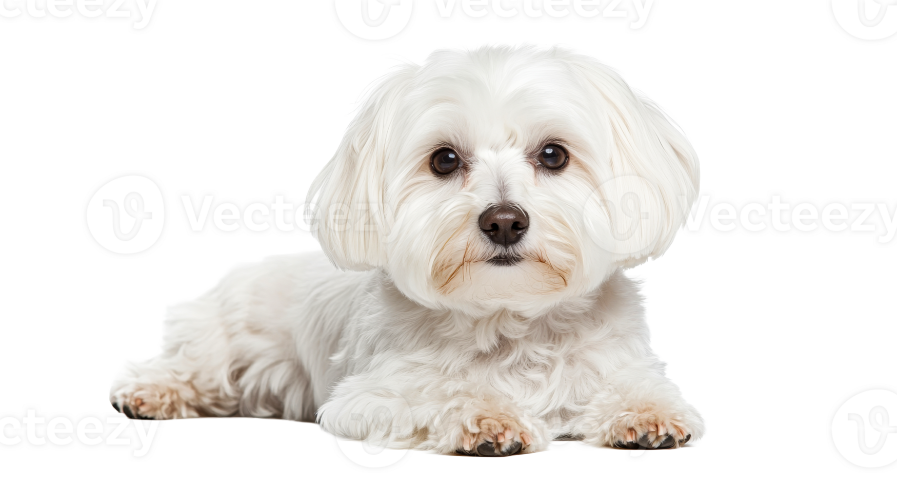 Cute white dog lying down, looking at camera, transparent cut out png