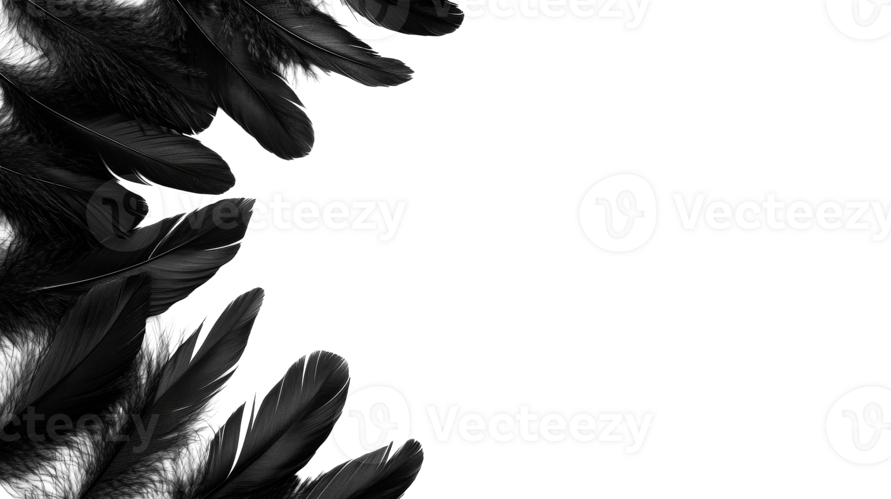 Black feathers arranged artistically with transparent background png