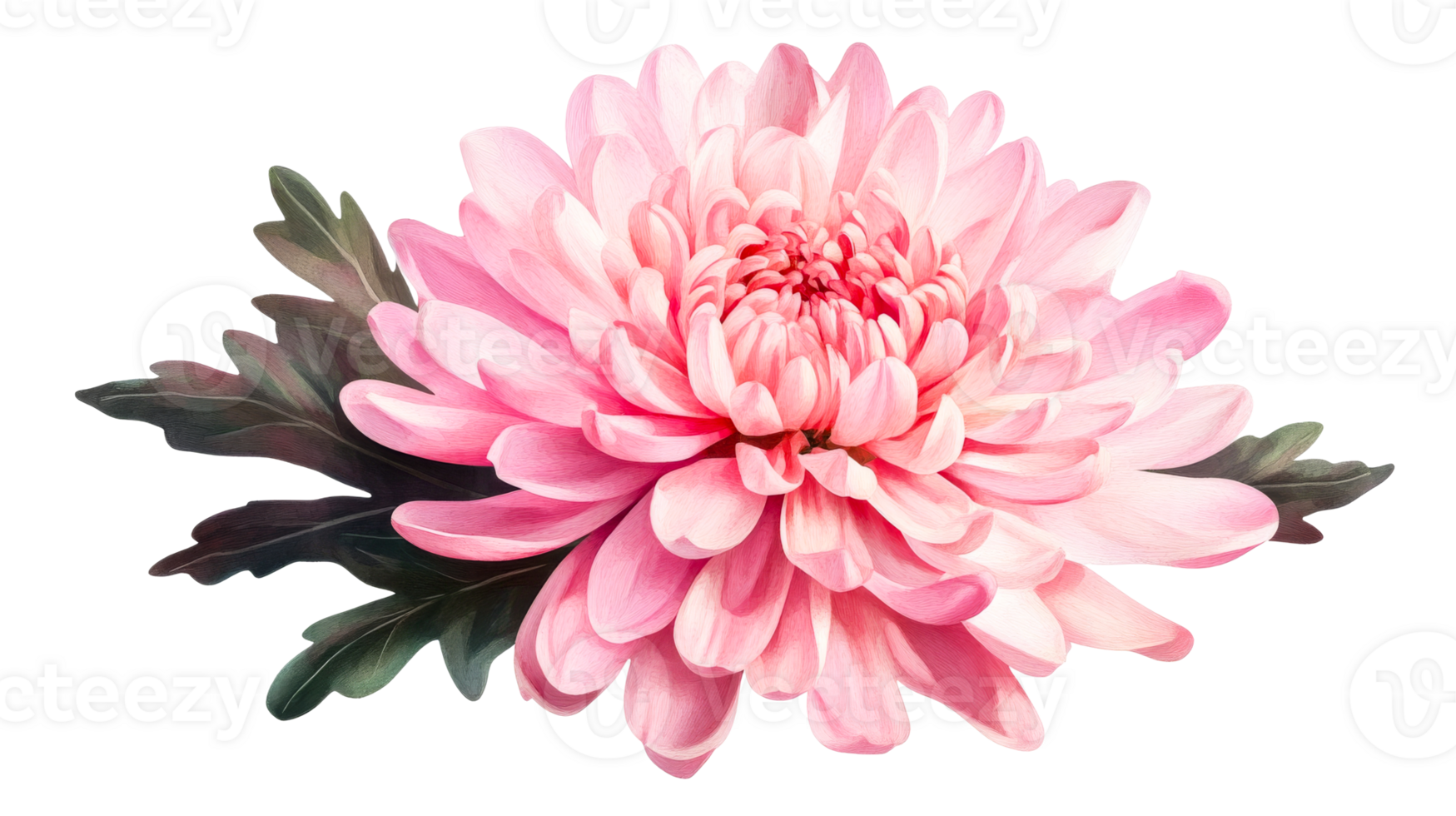 Beautiful pink chrysanthemum flower with green leaves png