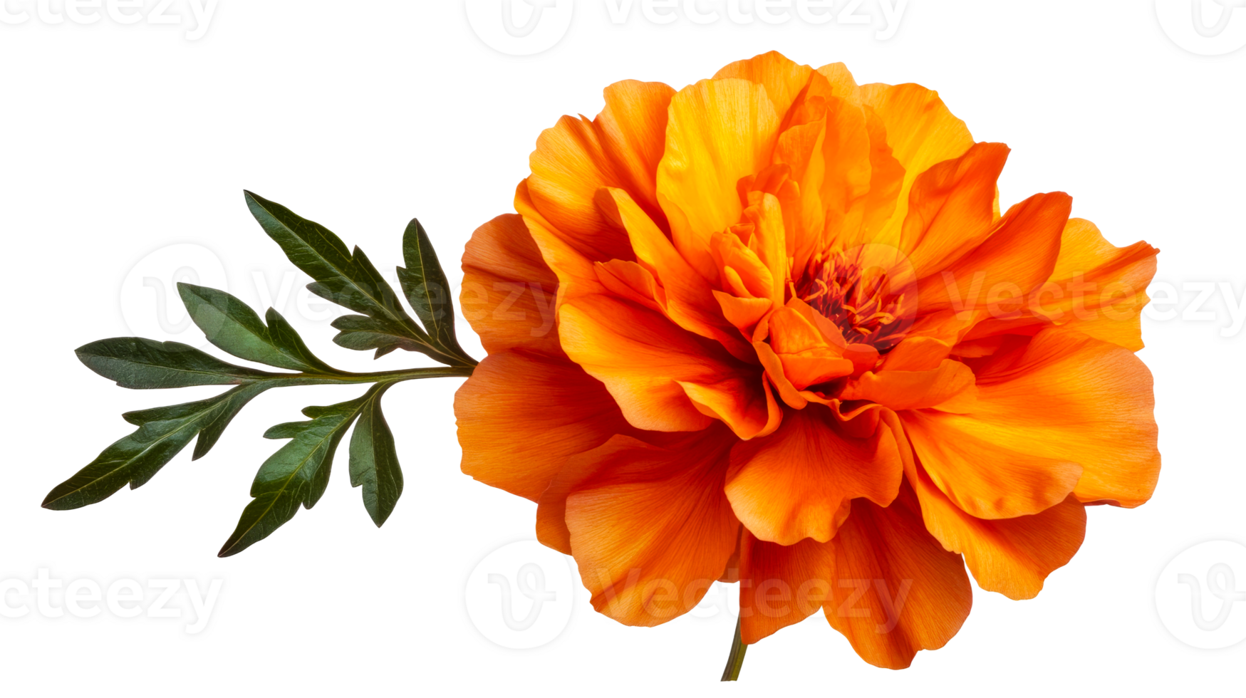 Orange marigold flower with green leaves, transparent bg png