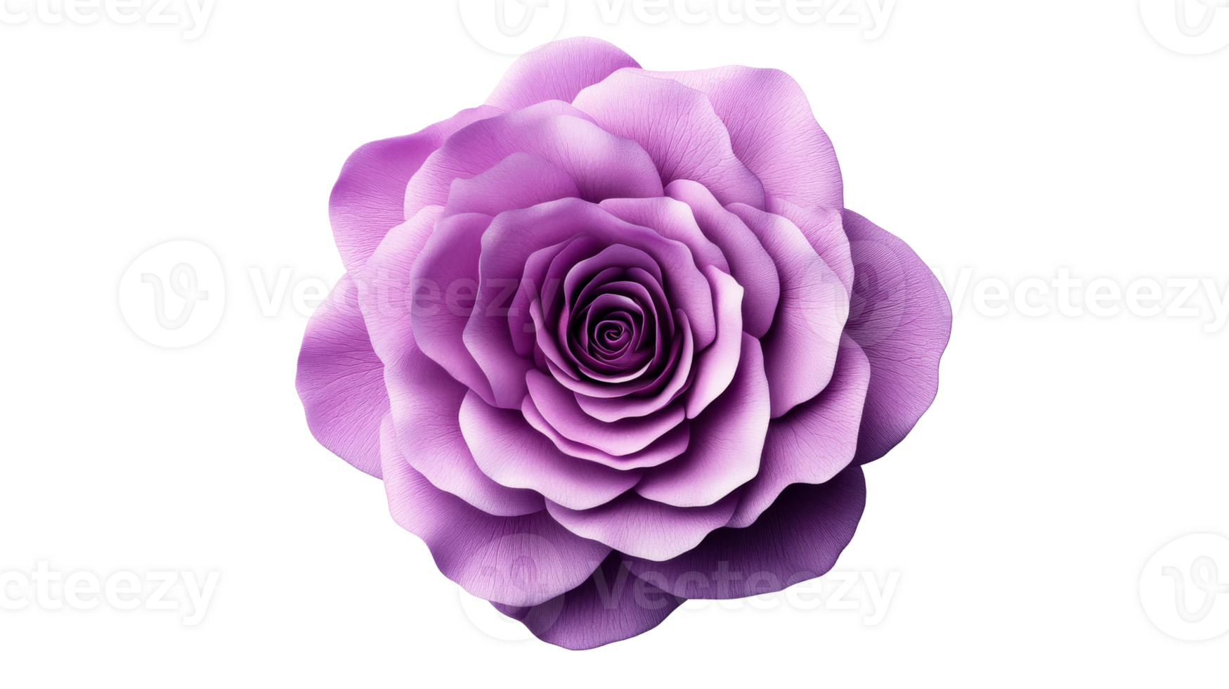 Beautiful purple rose with layered petals on transparent background png