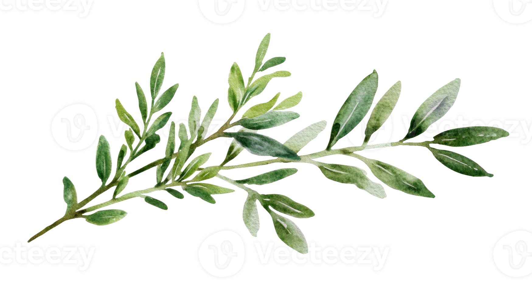 Green olive branch with detailed leaves on transparent background png