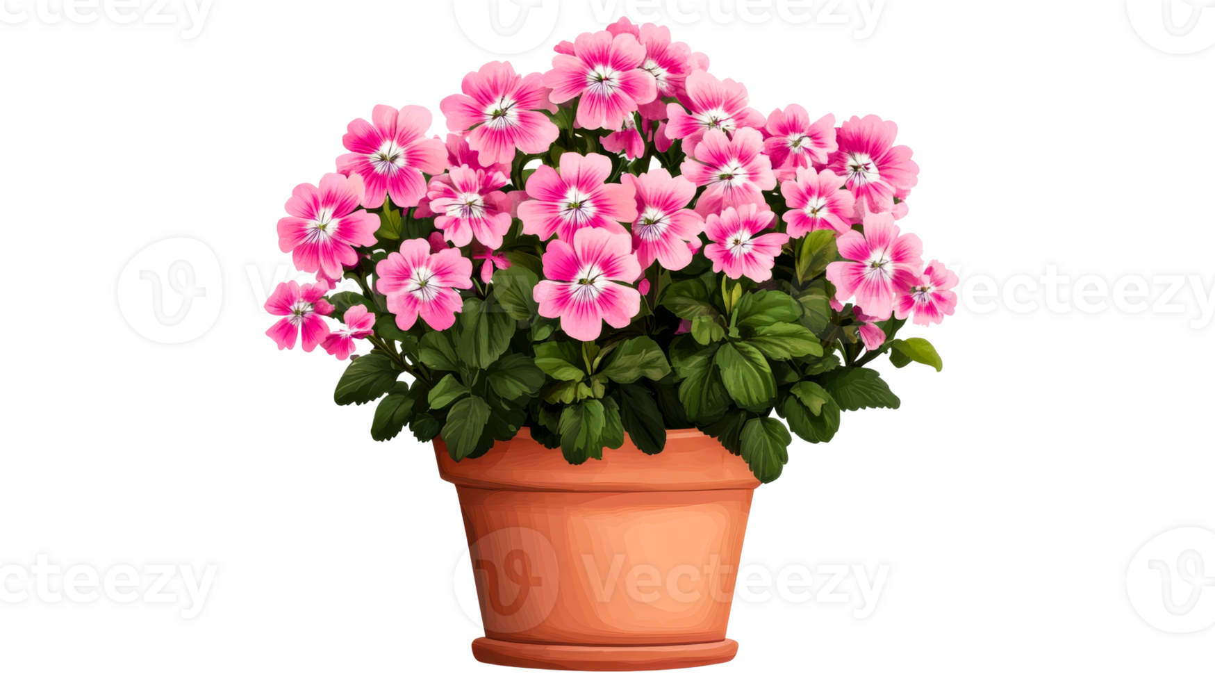 Flowering pink violets in a terracotta pot on a transparent background png