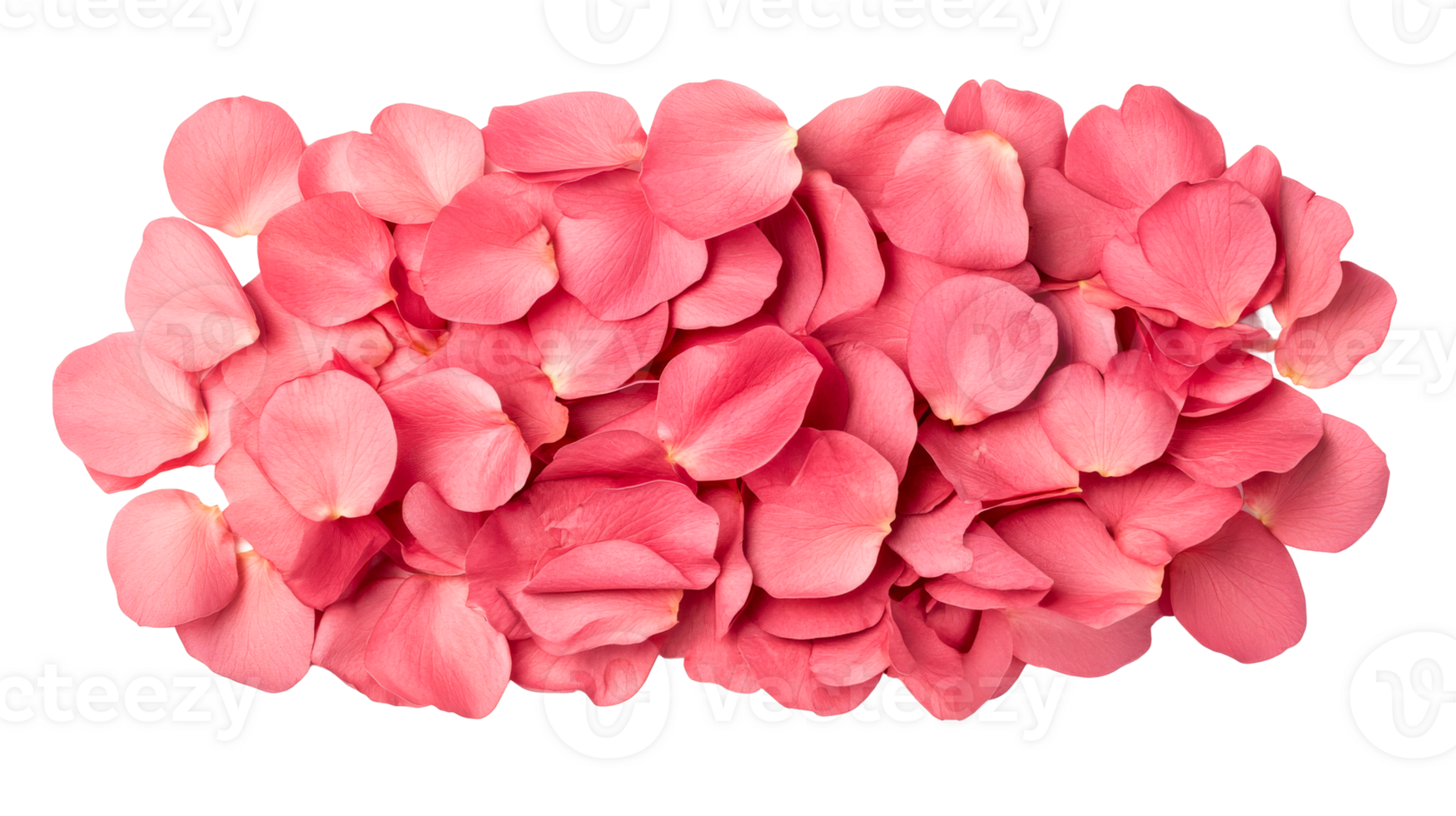 Pink petals background art, romantic floral element, valentine, cut out transparent png
