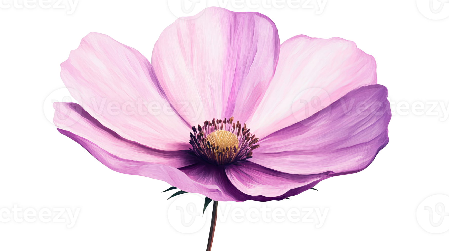 Pink Flower Blossom Isolated on Black Background, cut out transparent png