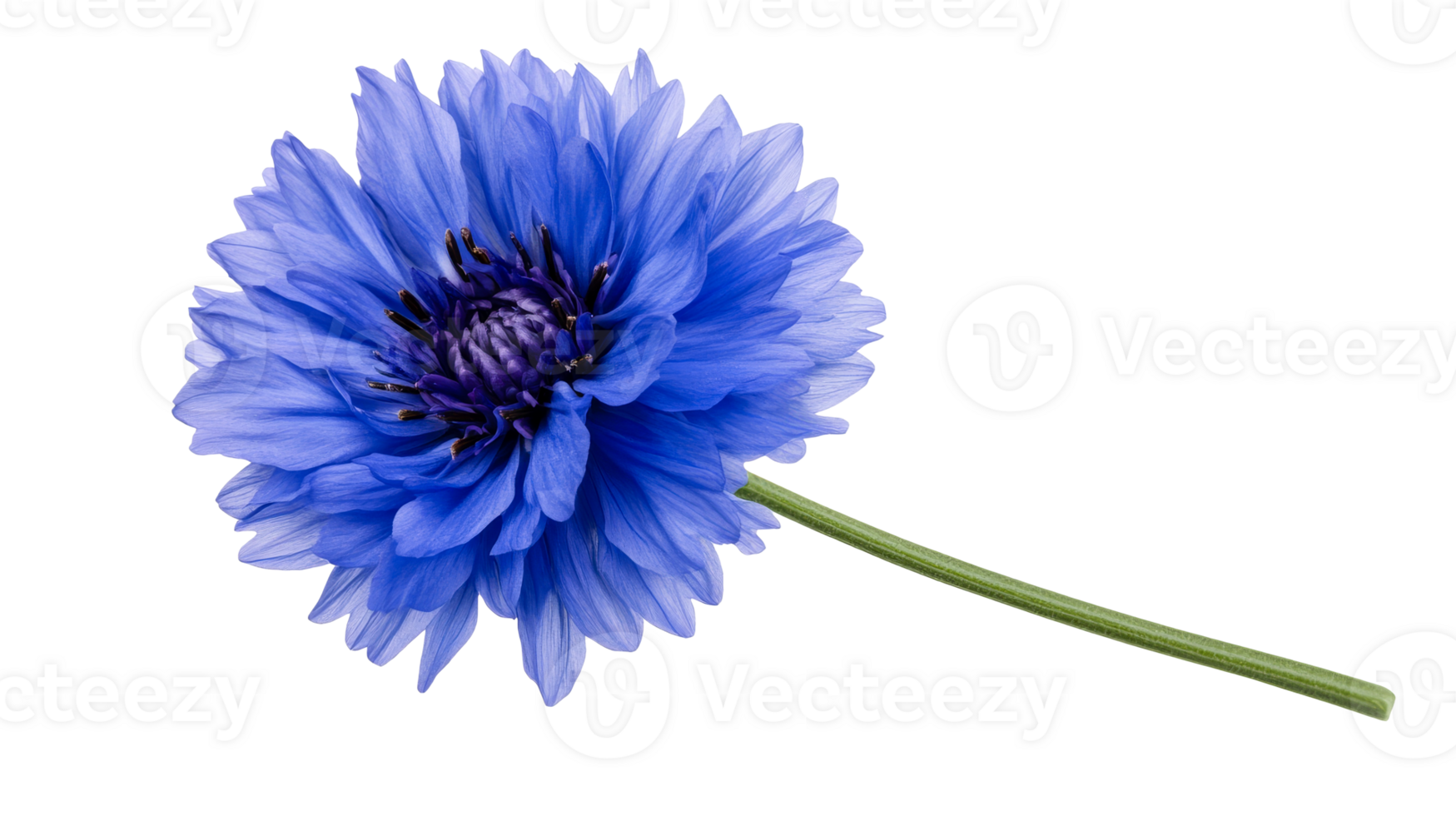 Bright blue cornflower with a stem, isolated on black background, cut out transparent png