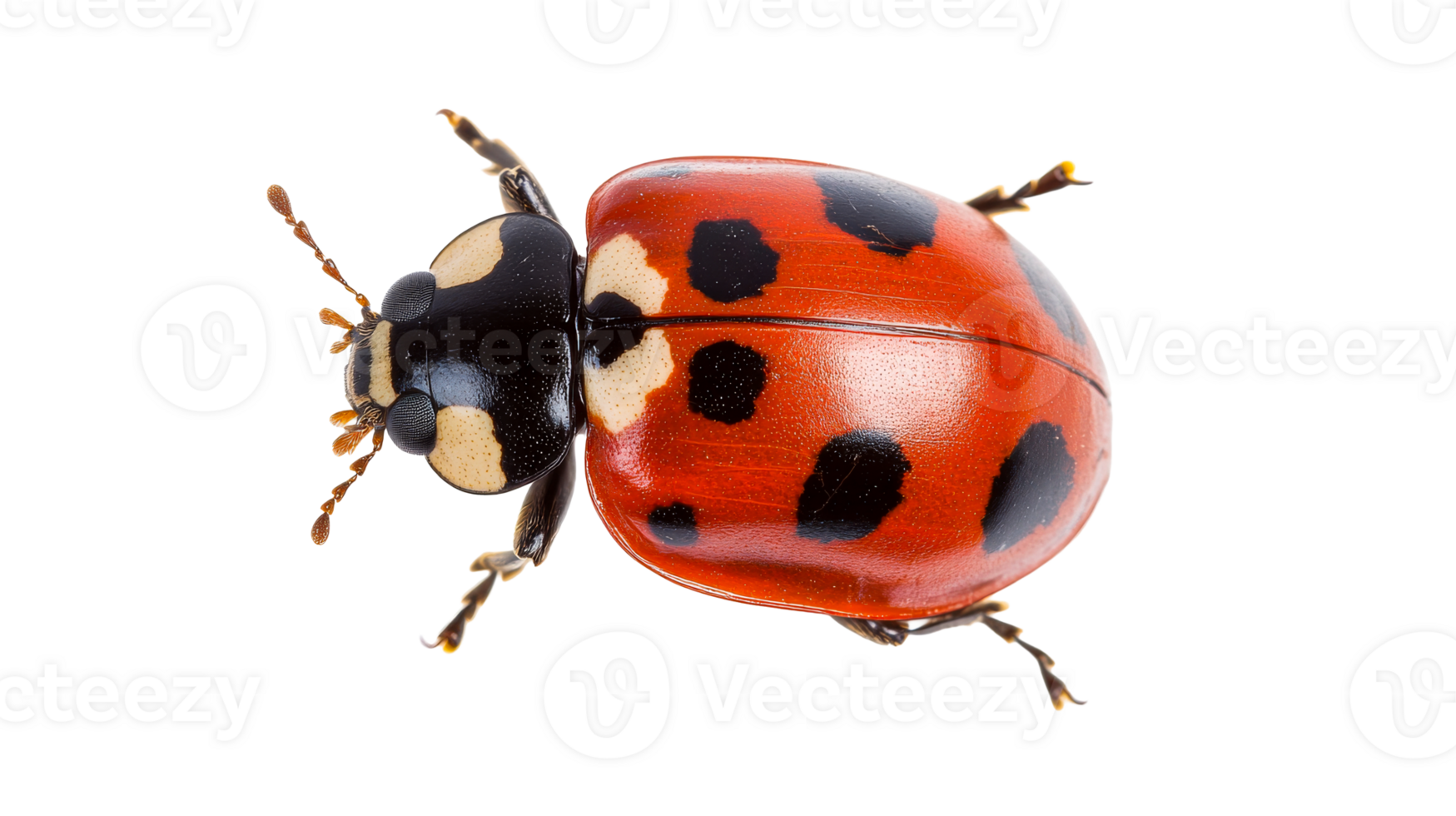 Ladybug close-up with red and black spots , cut out transparent png