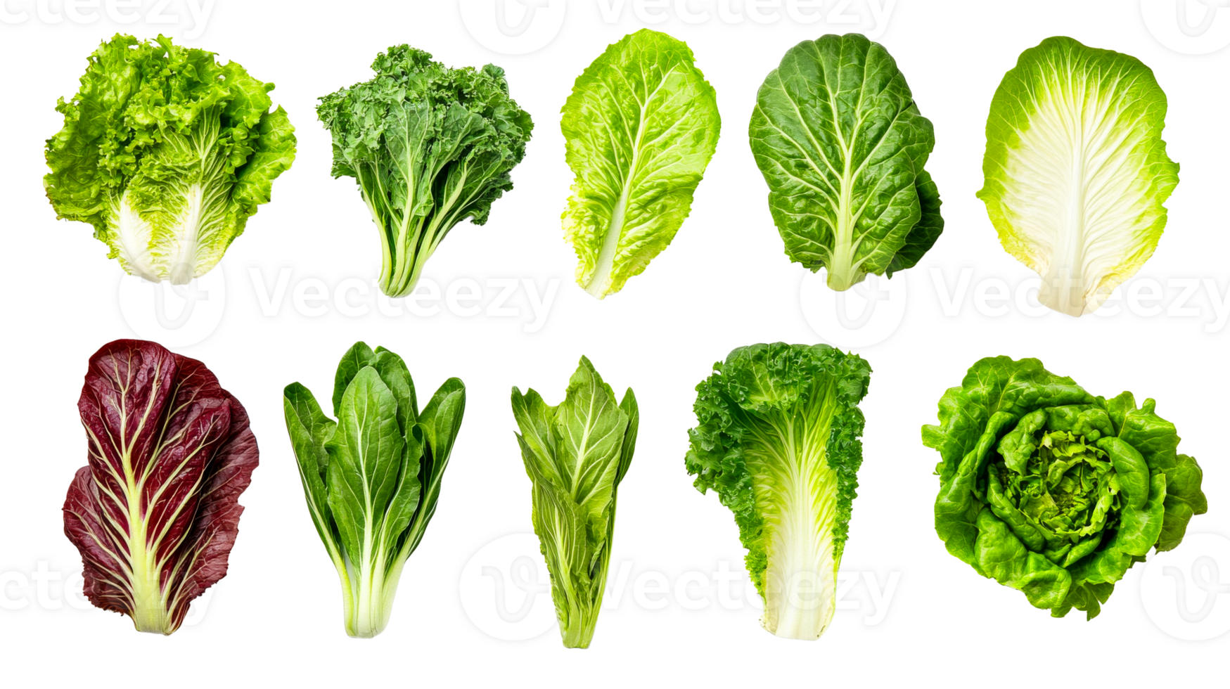 Variety of fresh greens, lettuce assortment, nutritious ingredient, cut out transparent png