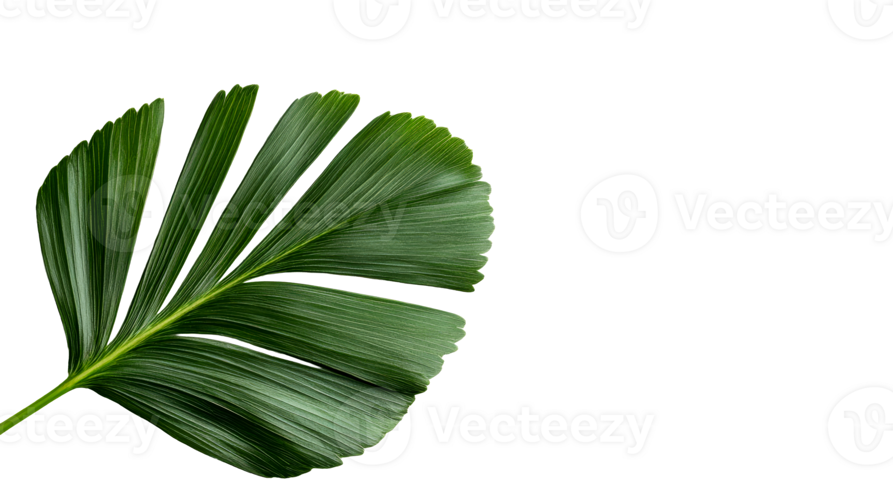 Tropical Leaf Close-Up on Black Backdrop, cut out transparent png