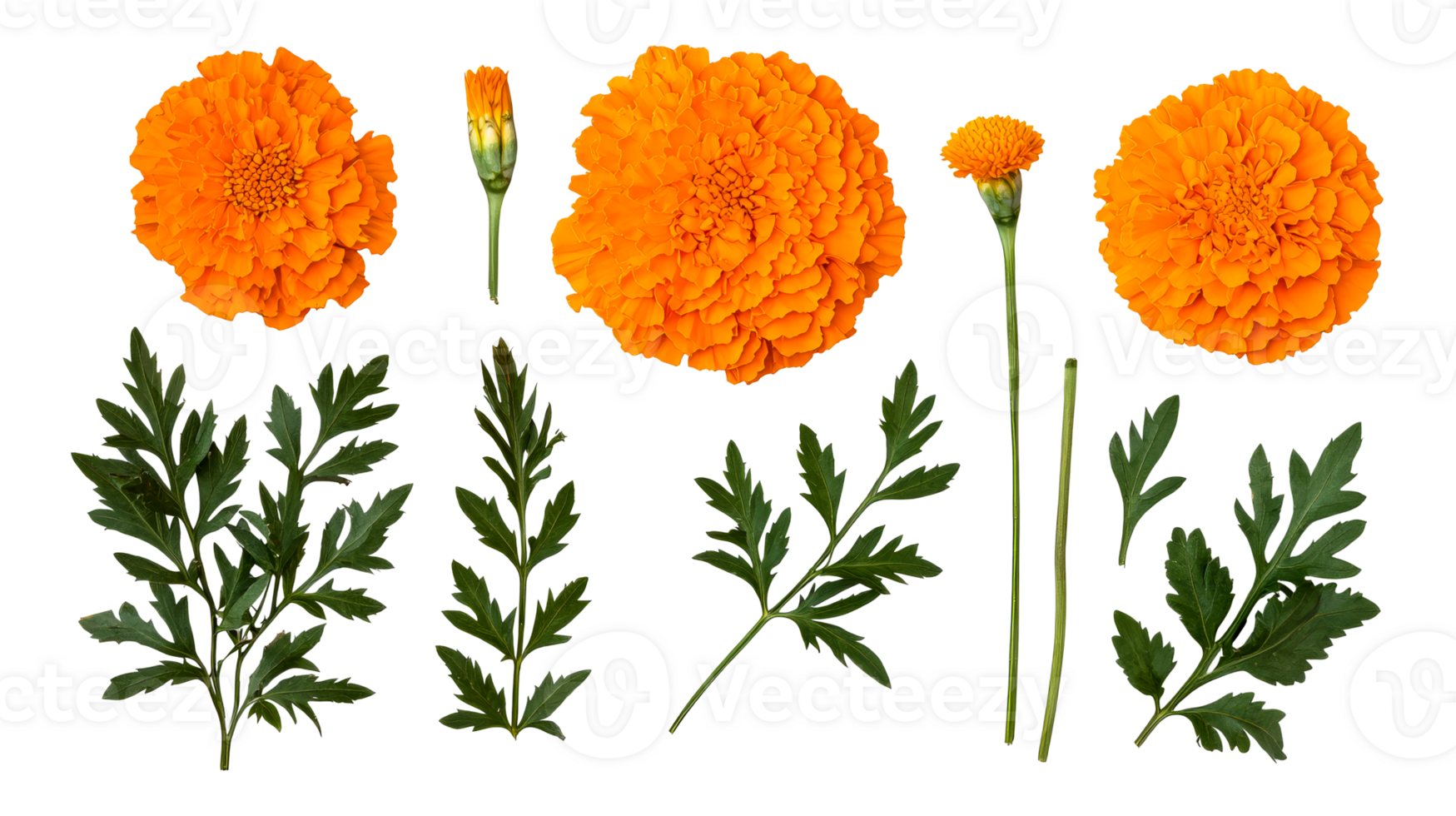 Orange Marigold Flowers and Leaves Botanical Layout, cut out transparent png