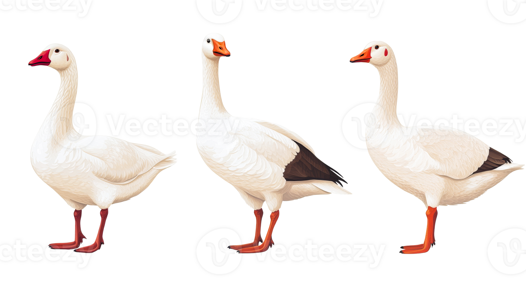 Three Elegant Geese Posing Side by Side, Cut Out Transparent png