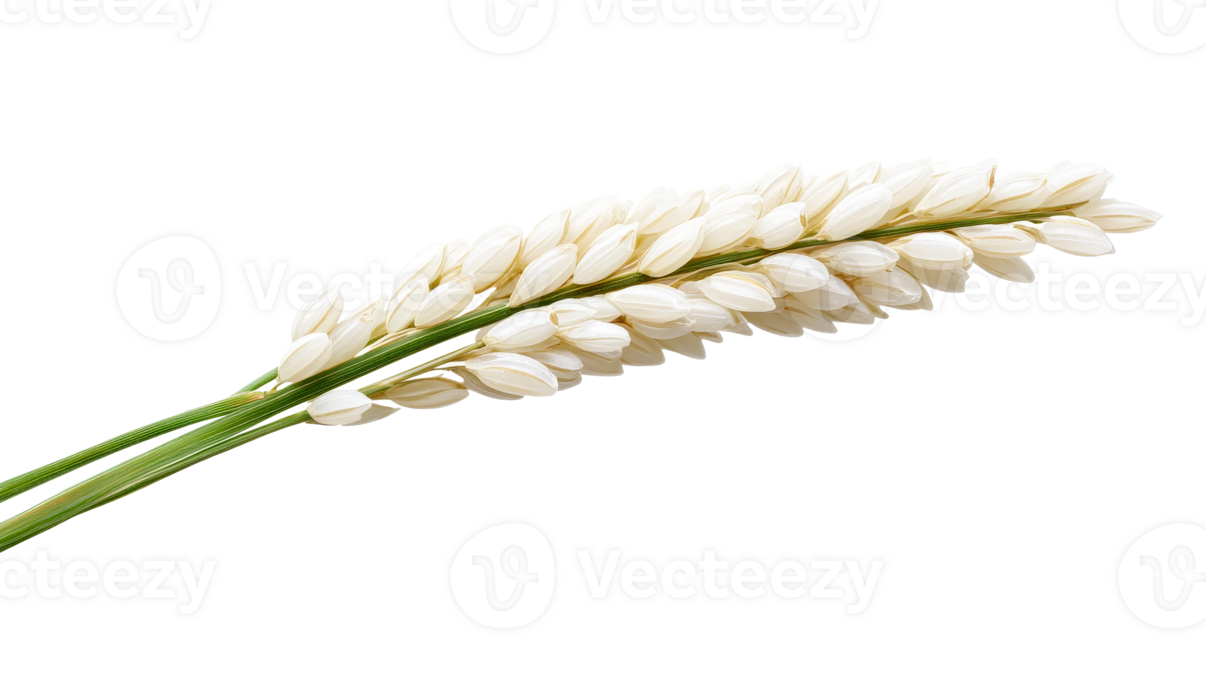 Two Sprigs of White Rice, cut out transparent png