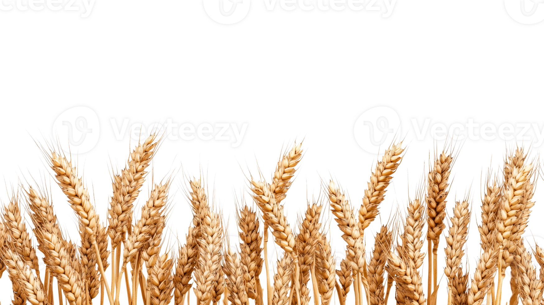Ripe wheat crop of field, harvest, agriculture, growth, cut out transparent png