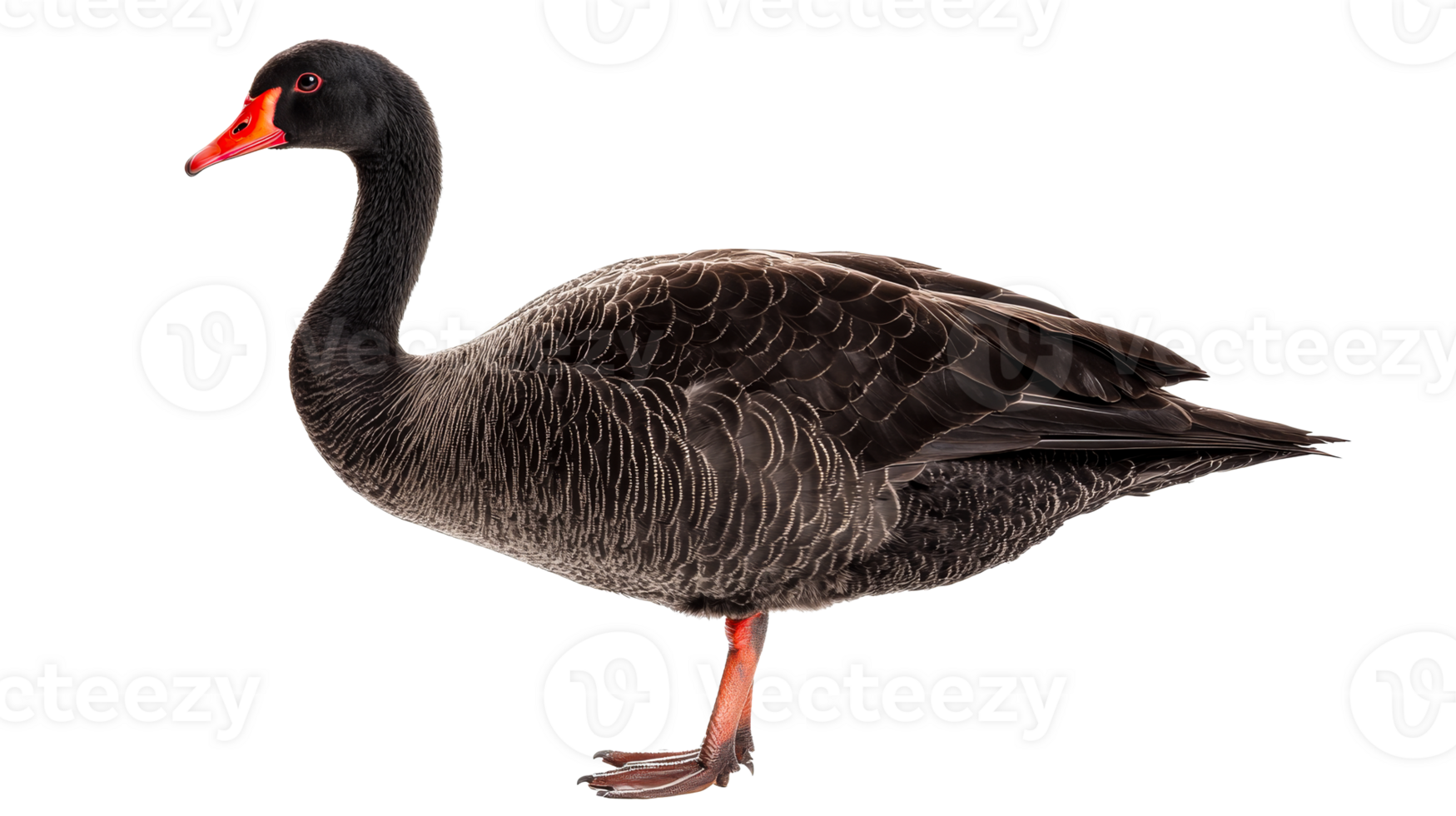 Australian Black Swan with Red Beak on Black, cut out transparent png