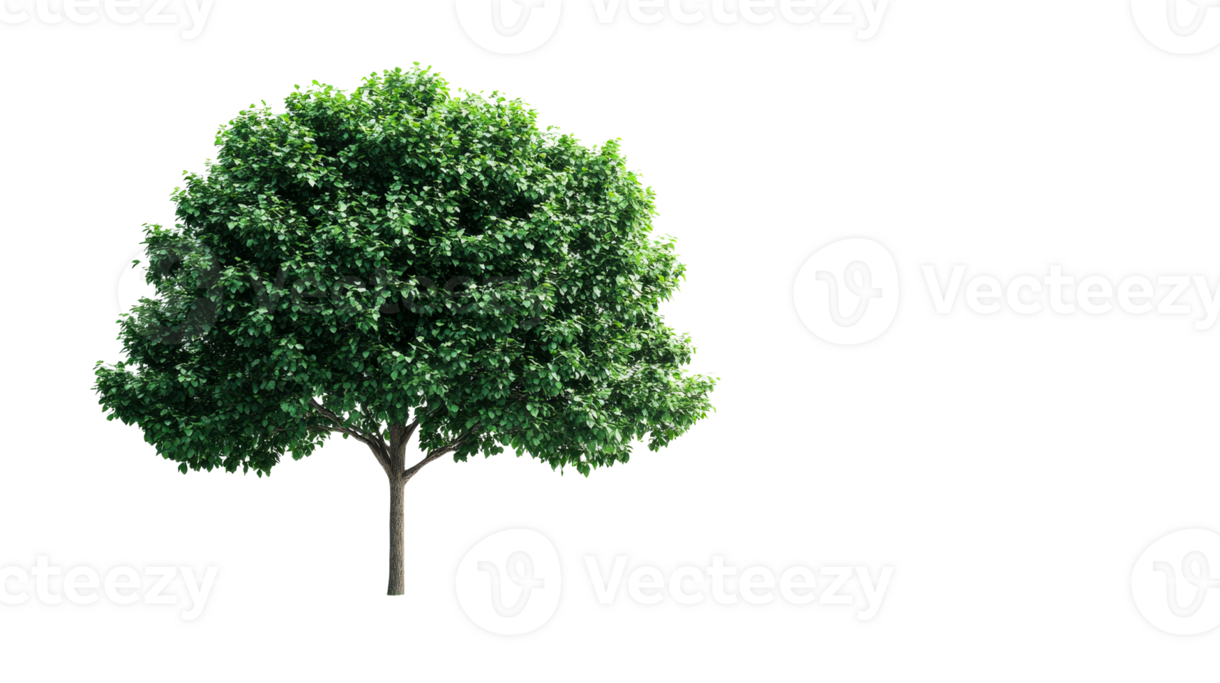 Green tree with dense foliage, isolated, cutout, transparent png