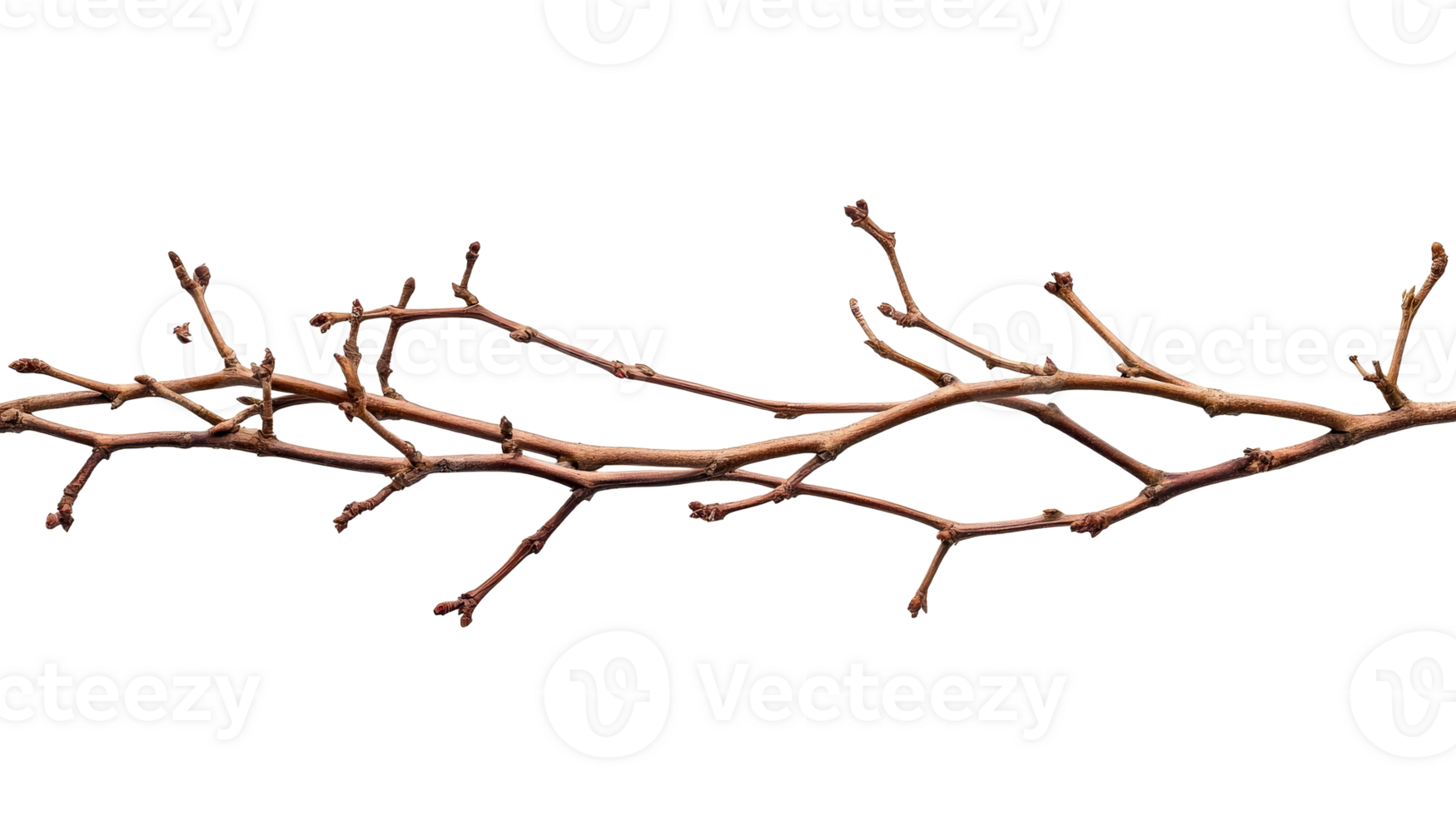 Bare tree branch with buds detail, studio isolated, cut out transparent png
