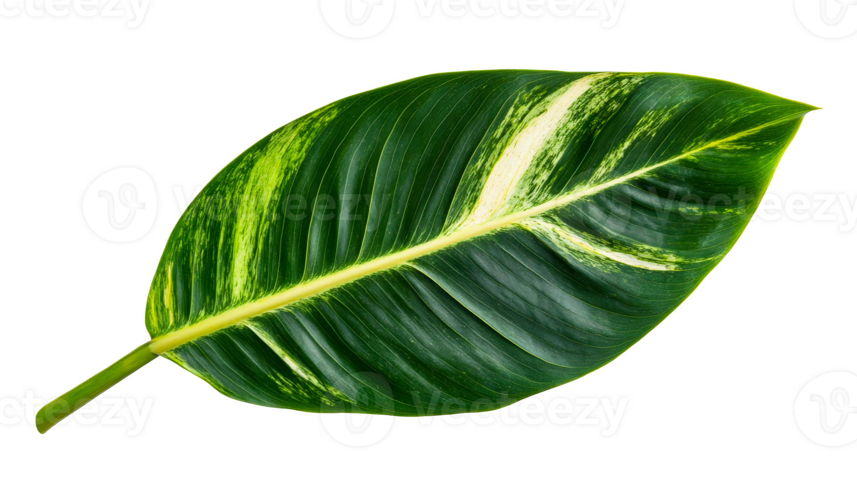 Tropical leaf, vein pattern, green color, natural pattern, isolated ,cut out transparent png