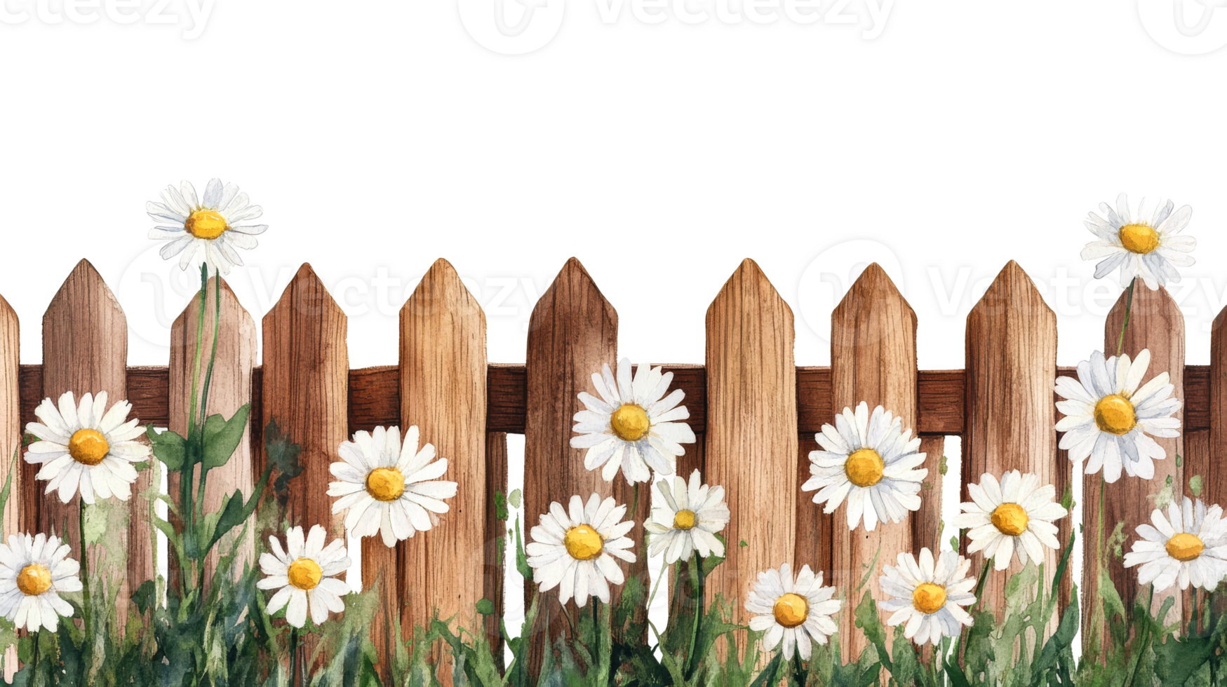 Daisies and wooden fence, illustration with black background, cut out transparent png